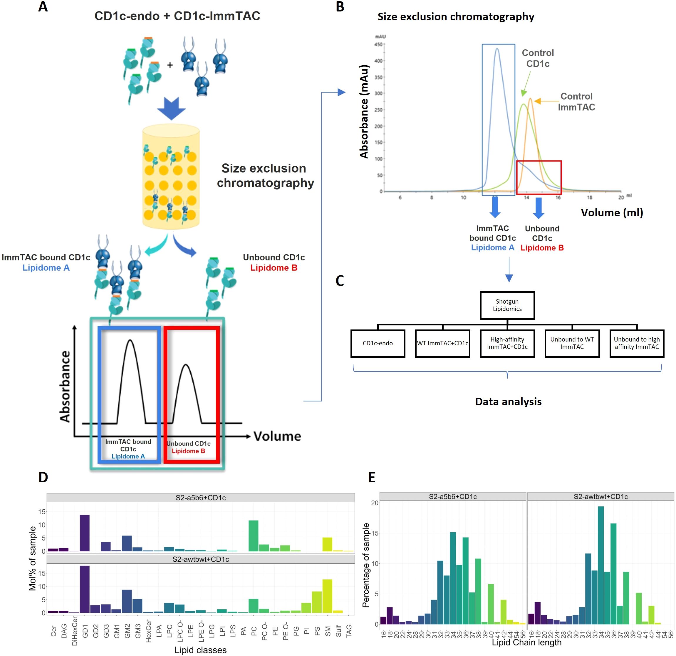 Flowchart and graphs analyzing lipidome separation and data. Panel A illustrates size exclusion chromatography separating ImmTAC bound CD1c and unbound CD1c. Panel B shows chromatogram peaks for control CD1c and ImmTAC. Panel C outlines the data analysis process for different sample groups. Panel D displays bar graphs of lipid classes percentages in samples S2-a5b6+CD1c and S2-awbtwt+CD1c. Panel E presents bar graphs showing lipid chain length percentages for the same samples.