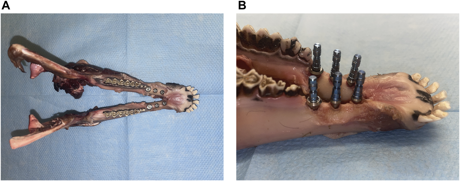 Panel A shows a dissected animal mandible with dental implants. Panel B offers a closer view of the same mandible, highlighting multiple dental implants on the side. Both images are set against a light blue background.