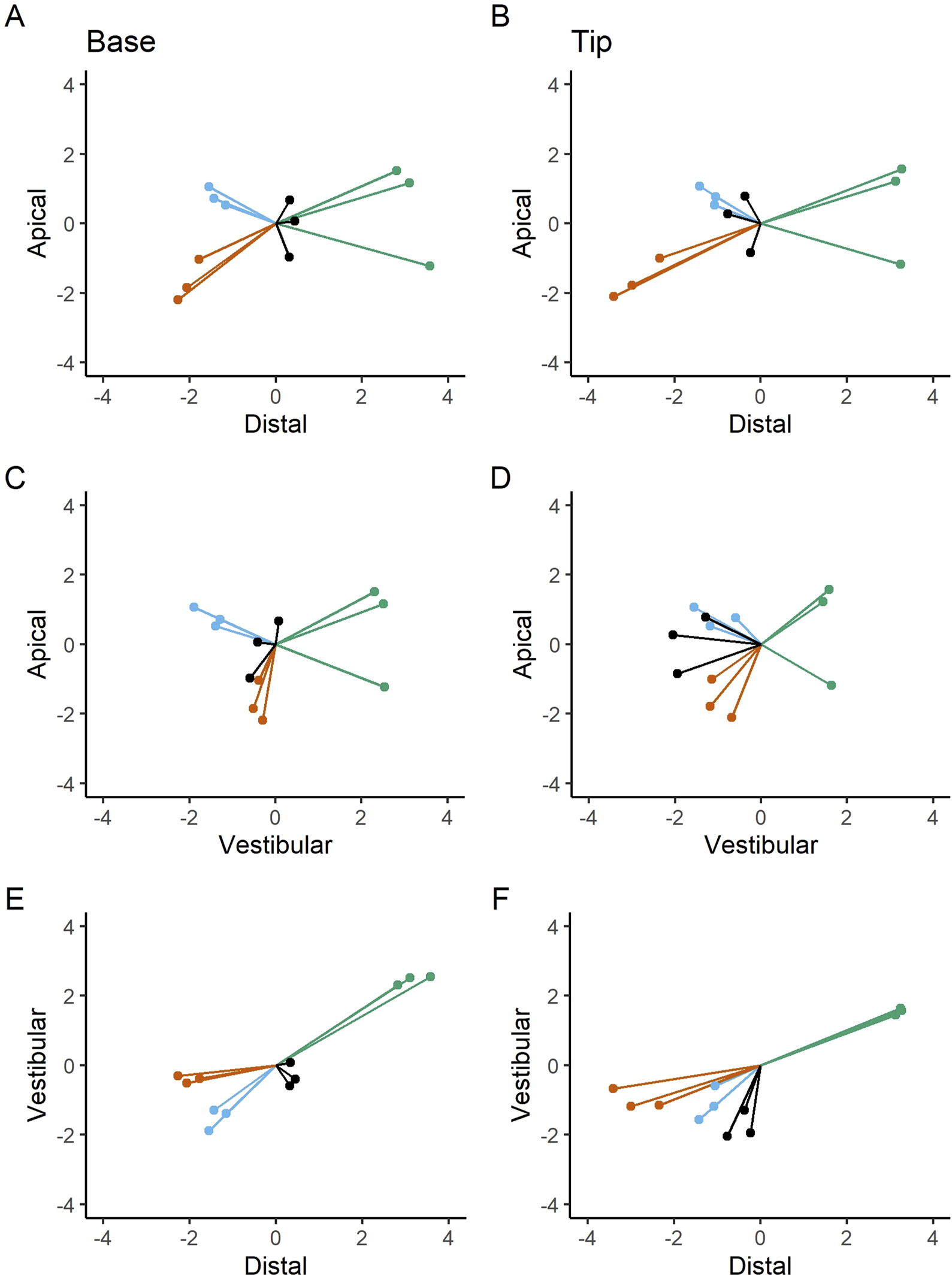 Six scatter plots (labeled A to F) depict vectors on a coordinate grid with axes labeled as Apical, Distal, and Vestibular. Different colors represent various data lines converging at the center of each graph. Plots A and B show "Base" and "Tip" along the Apical-Distal axes. Plots C and D show the Apical-Vestibular axes. Plots E and F show the Vestibular-Distal axes. Each plot has lines diverging outward from the center.