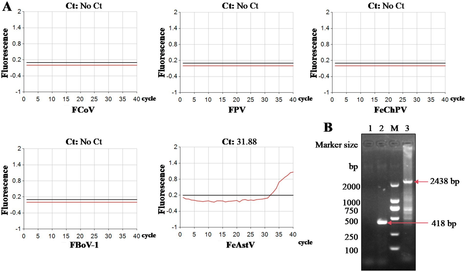 Panel A shows fluorescence graphs for different viral detections over 40 PCR cycles, labeled FCoV, FPV, FeChPV, FBoV-1, and FeAstV. Only FeAstV shows a significant increase, with a Ct value of 31.88. Panel B presents a gel electrophoresis image with three lanes and a marker (M). Bands are visible at 418 base pairs and 2438 base pairs, corresponding to samples in lanes 1, 2, and 3.