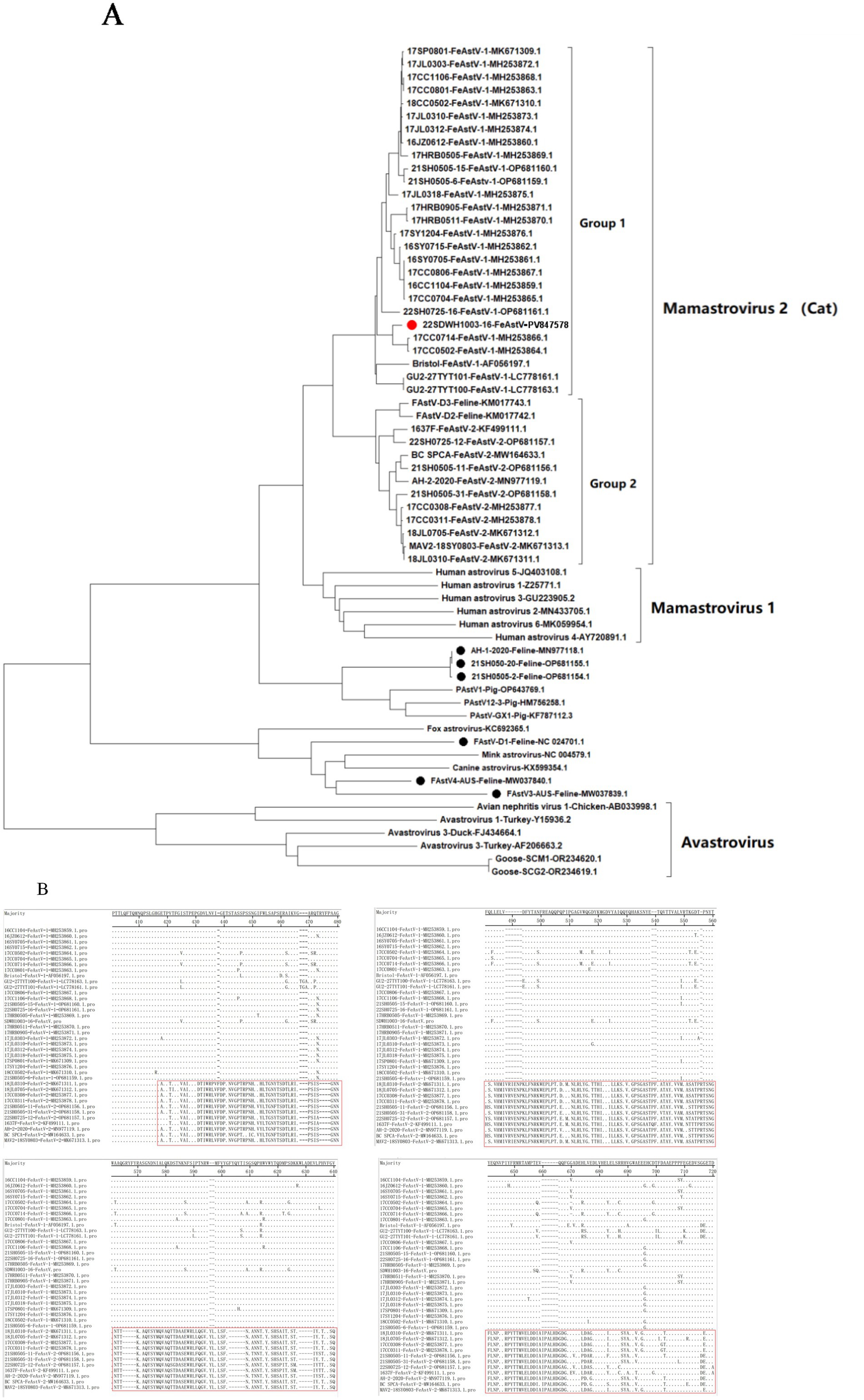 Phylogenetic tree diagram illustrating the evolutionary relationships among various viruses. It shows three main groups: Mamastrovirus 2 (Cat), Mamastrovirus 1, and Avastrovirus. Each group is divided into subgroups, with specific viral sequences labeled. The tree includes highlighted sequences and uses a branching format to display genetic connections. A four-panel graphic showing amino acid sequence alignments. Each panel contains sequences labeled with identifiers on the left and dotted lines representing amino acid matches. Variations are marked with letters. Red boxes highlight specific sequence segments, indicating areas of particular interest or variation within the sequences.