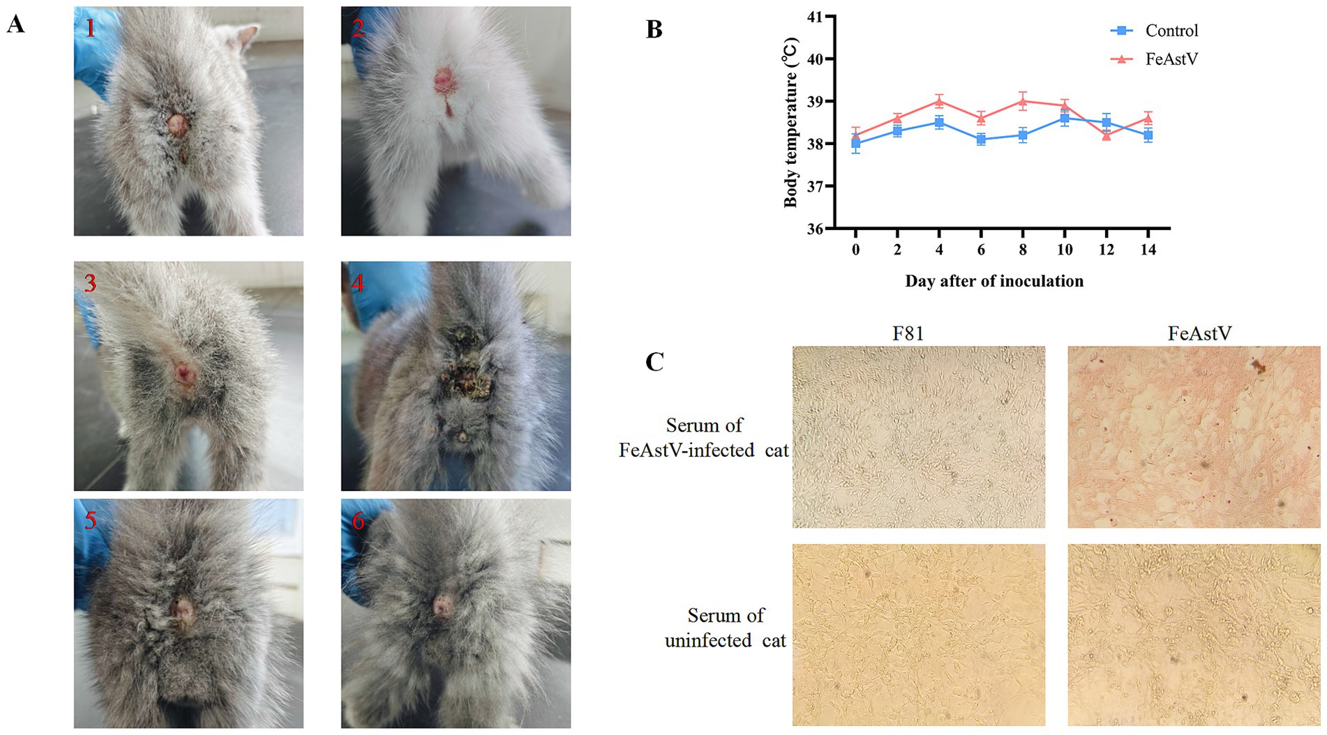 Panel A shows six images of a cat with visible lesions at different stages. Panel B presents a line graph comparing body temperatures over fourteen days post-inoculation between control and FeAstV-infected cats, with control marked in blue and FeAstV in red. Panel C displays microscopic images of cell cultures, comparing F81 and FeAstV effects with serum from both infected and uninfected cats.