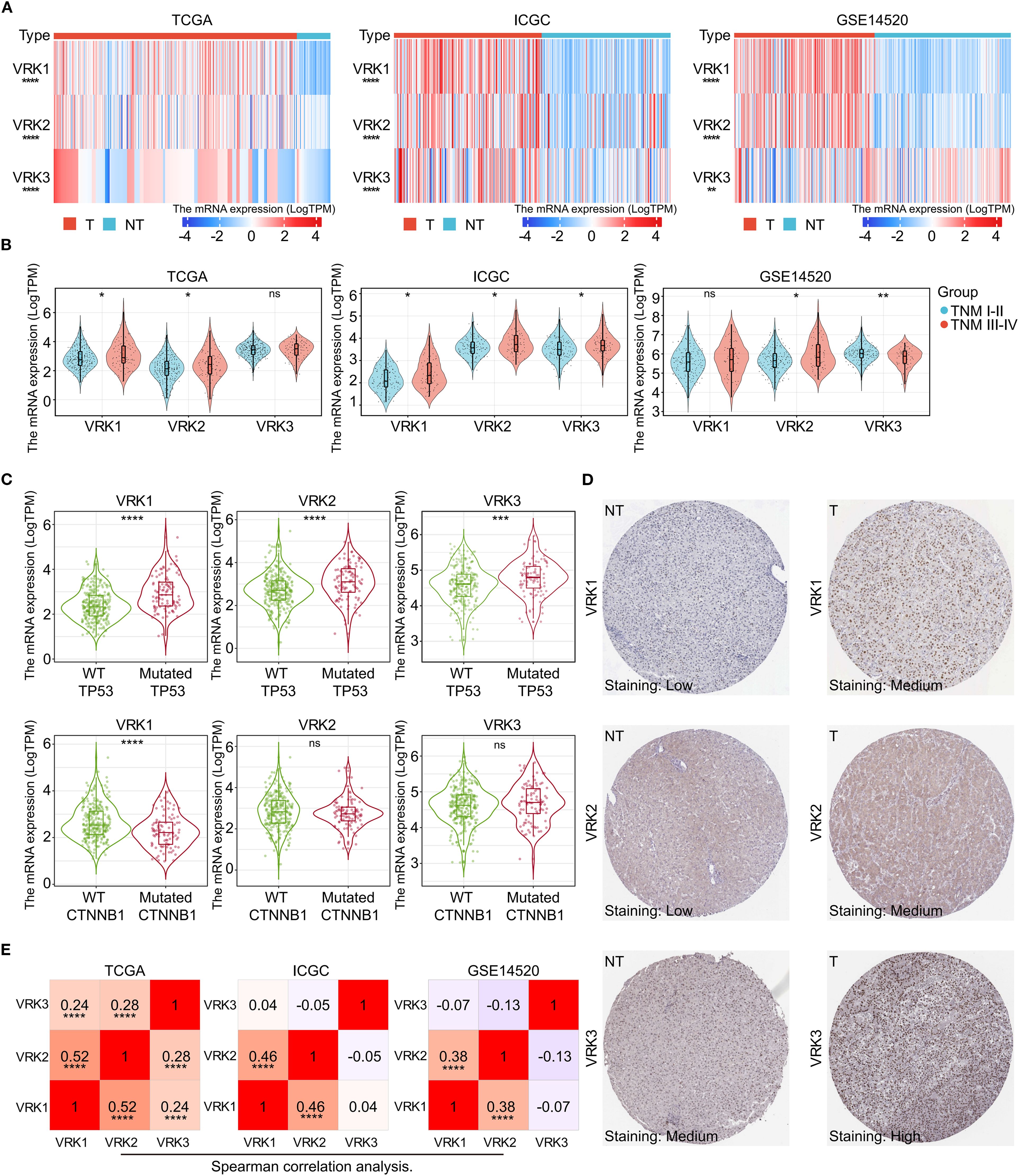 Panel A displays heat maps comparing VRK1, VRK2, and VRK3 expression in tumor versus non-tumor tissues across TCGA, ICGC, and GSE14520 datasets. Panel B shows violin plots of mRNA expression levels of VRK1, VRK2, and VRK3 in different groups. Panel C presents violin plots illustrating mRNA expression concerning TP53 and CTNNB1 mutations. Panel D includes immunohistochemistry images of VRK1, VRK2, and VRK3 in non-tumor and tumor tissues, showing varying expression intensities. Panel E provides correlation heat maps for VRK1, VRK2, and VRK3 across the same datasets.