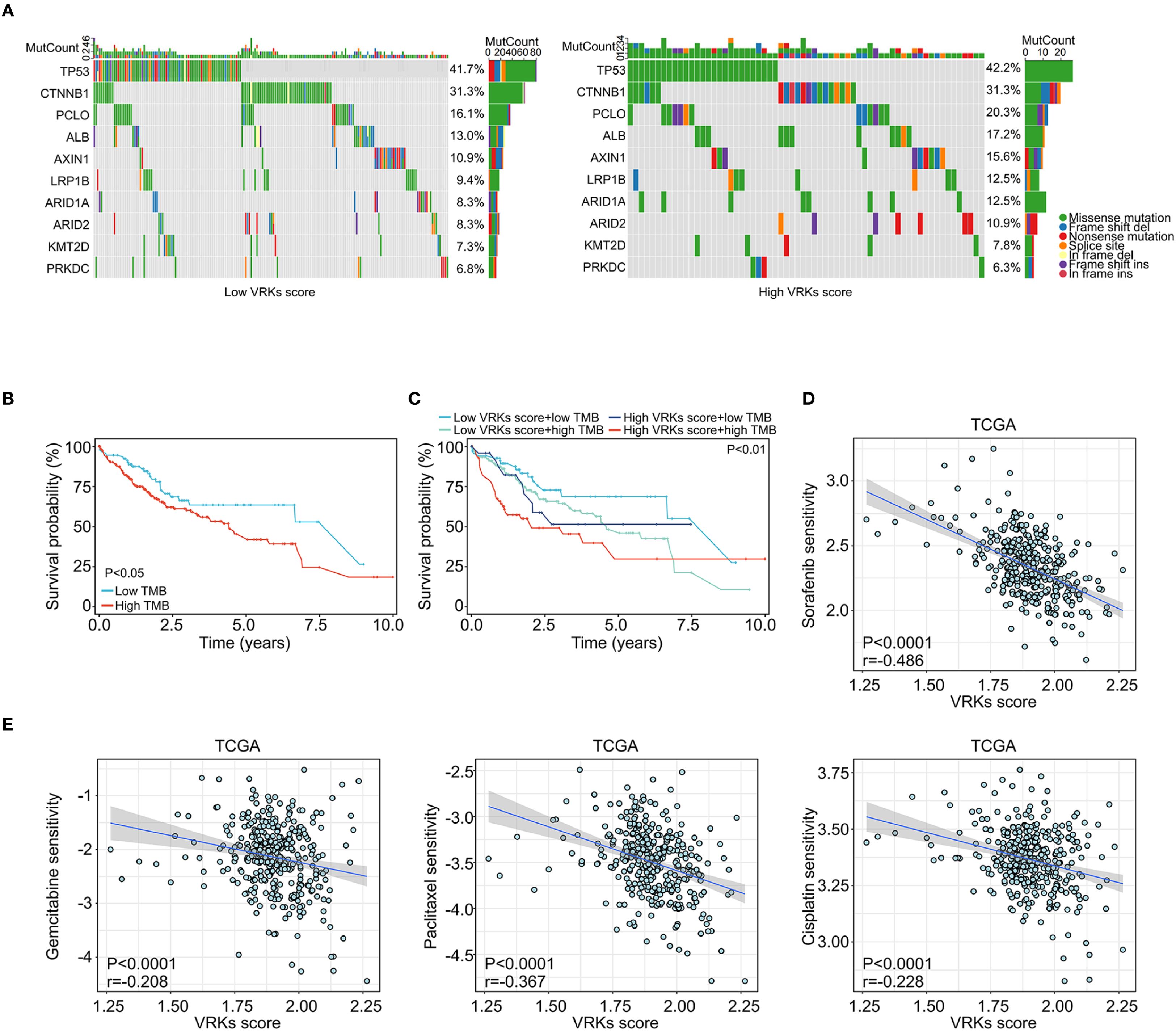 Genomic analysis and survival data for cancer studies. Panel A shows stacked bar graphs with gene mutation distribution, highlighting TP53 and other genes, based on VRKs score. Panels B and C are Kaplan-Meier plots showing survival probability over time, comparing groups with different TMB and VRKs scores. Panel D is a scatter plot illustrating the inverse relationship between VRKs score and sorafenib sensitivity in the TCGA dataset. Panels E feature scatter plots indicating negative correlations between VRKs score and sensitivity to gemcitabine, paclitaxel, and cisplatin, with statistical significance noted.