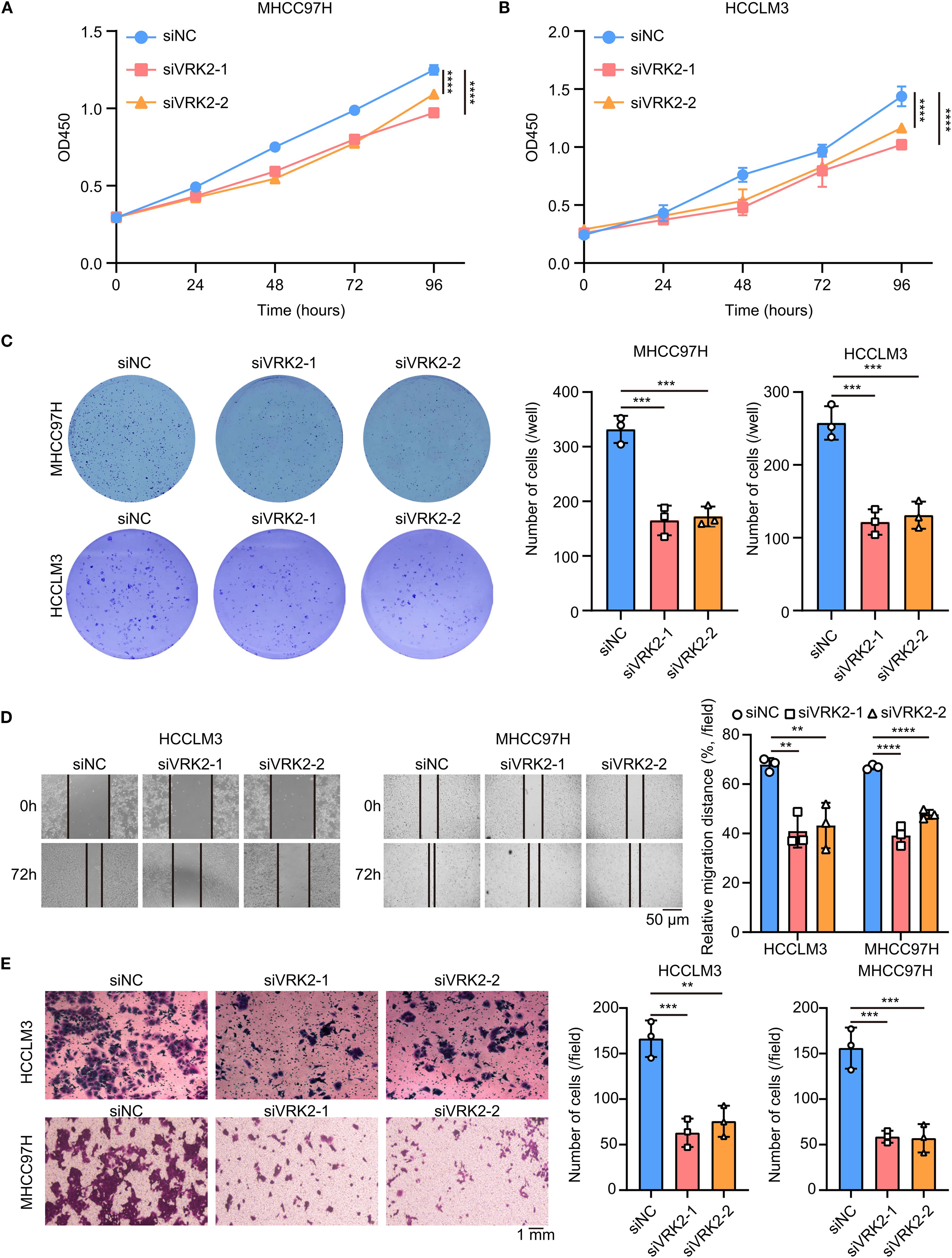 Graphs and images depict the effects of siNC, siVRK2-1, and siVRK2-2 on MHCC97H and HCCLM3 cell lines. Panel A and B show OD450 over time, indicating cell proliferation. Panel C highlights cell colony formation with a bar graph comparison. Panel D illustrates wound healing assays, showing migration differences with a corresponding bar graph. Panel E presents invasion assays with crystal violet staining, accompanied by bar graphs for cell count comparisons. Statistical significance is indicated, suggesting differences between treatments.
