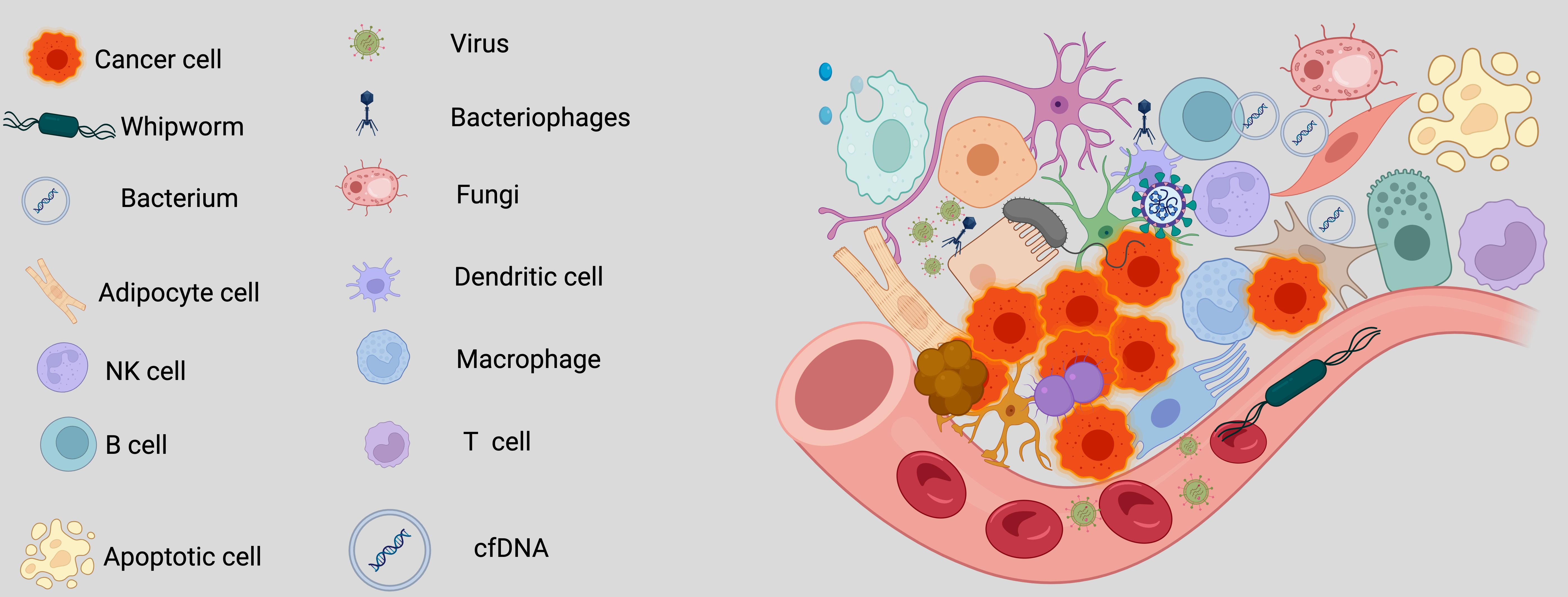 Diagram showing various cells and microbes interacting with a blood vessel. Includes cancer cells, whipworm, bacterium, adipocyte cell, NK cell, B cell, apoptotic cell, virus, bacteriophages, fungi, dendritic cell, macrophage, T cell, and cfDNA.