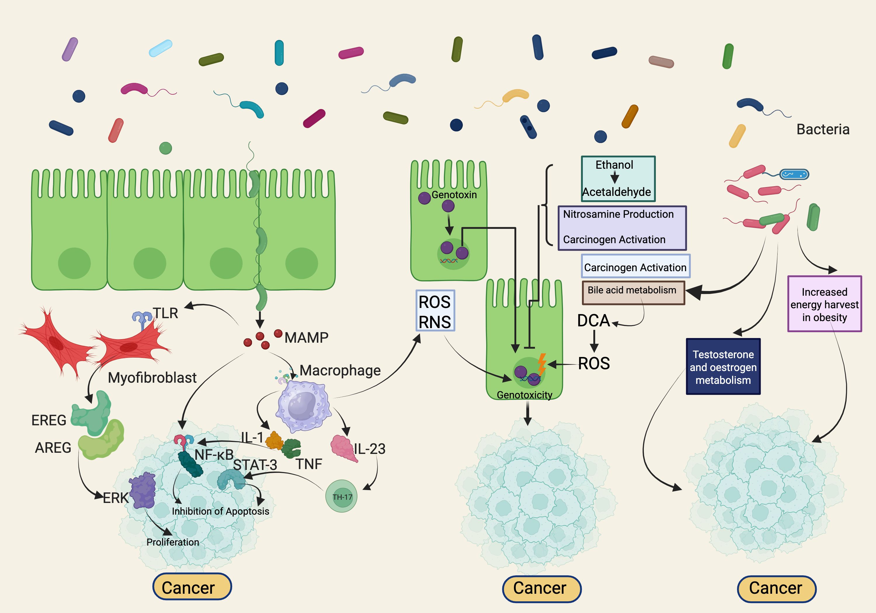 Illustration showing the role of bacteria in cancer development. Top: various bacteria above cells. Left: pathway initiating with TLR and MAMPs, involving macrophages, leading to cancer through pathways like NF-kB, IL-1, and STAT-3. Right: genotoxic effects of ethanol and other carcinogens activate cancer pathways via ROS and DCA, influencing testosterone, estrogen metabolism, and energy harvest in obesity. Arrows indicate flow between processes leading to cancer.
