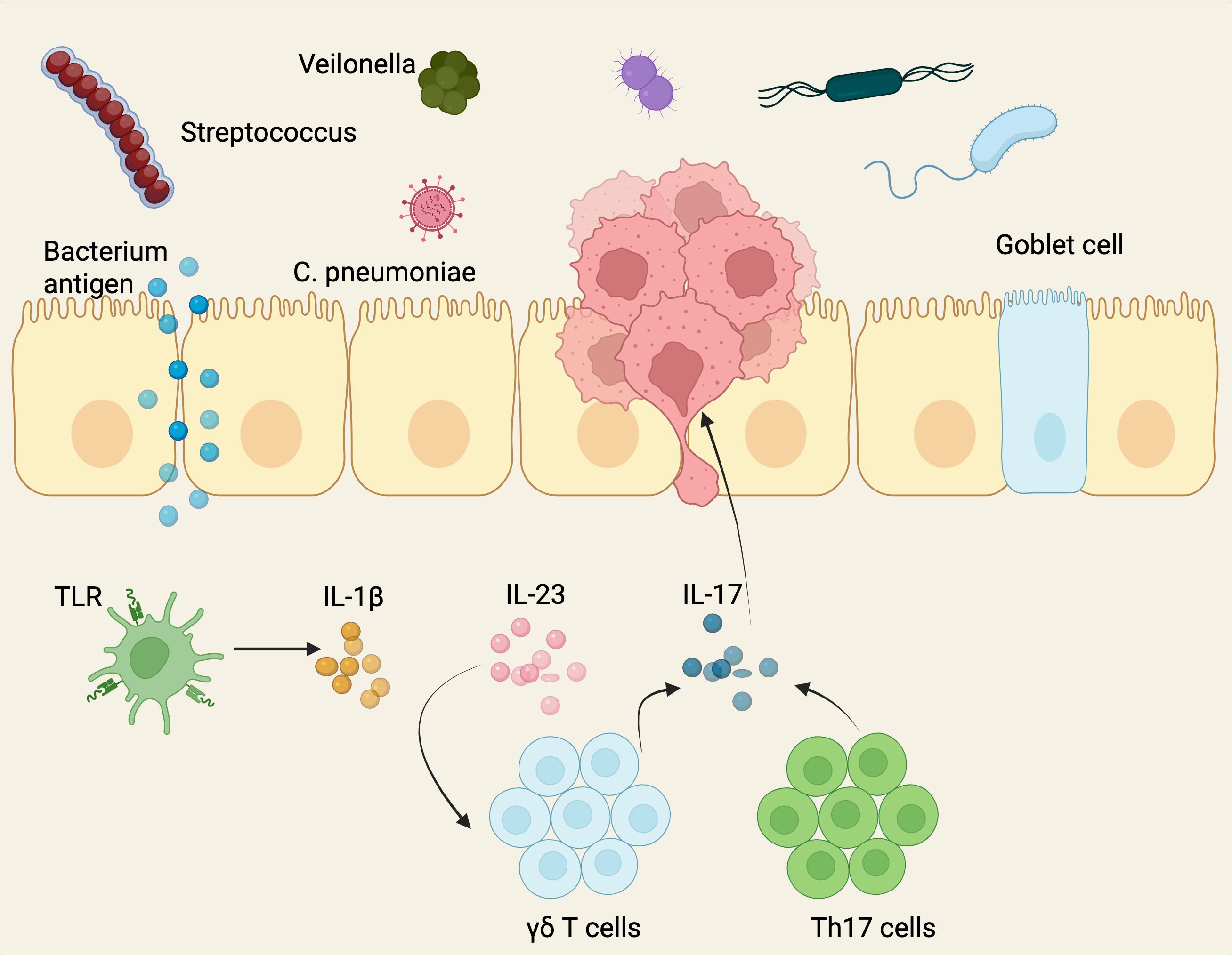 Illustration of a mucosal surface showing various bacteria, including Streptococcus, Veilonella, C. pneumoniae, and others, interacting with epithelial cells. A bacterium antigen crosses the epithelium, triggering immune responses. TLR activates IL-1β, leading to IL-23 stimulation of γδ T cells and Th17 cells, producing IL-17. A goblet cell is also depicted.
