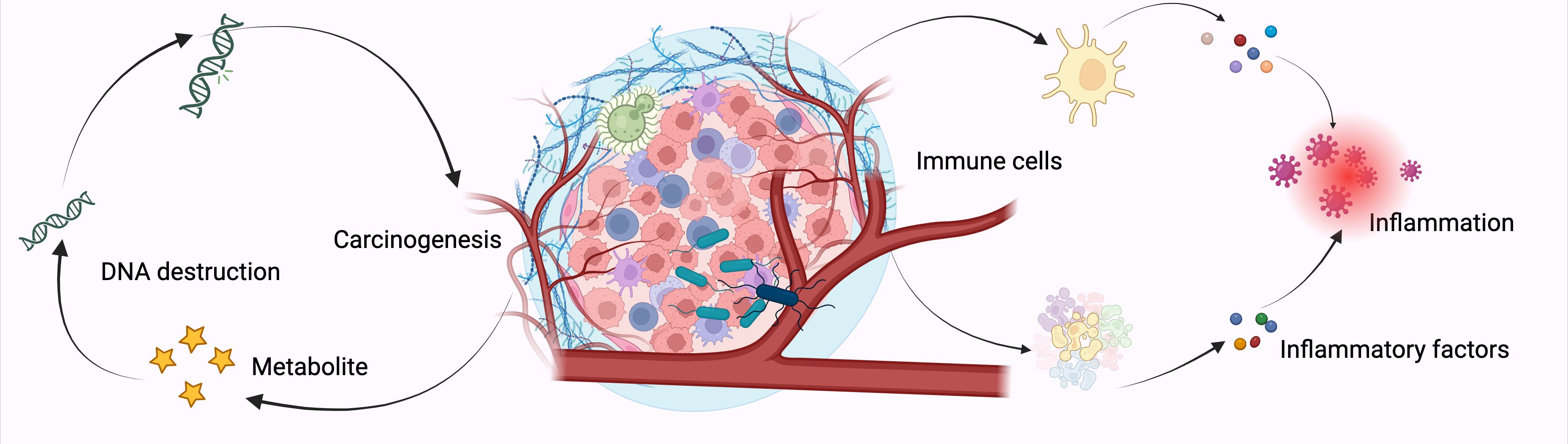 Illustration depicting the cycle of carcinogenesis involving DNA destruction, metabolites, and inflammation. DNA destruction leads to carcinogenesis, depicting cells and blood vessels. Immune cells contribute to inflammation, producing inflammatory factors, which then lead back to DNA destruction.