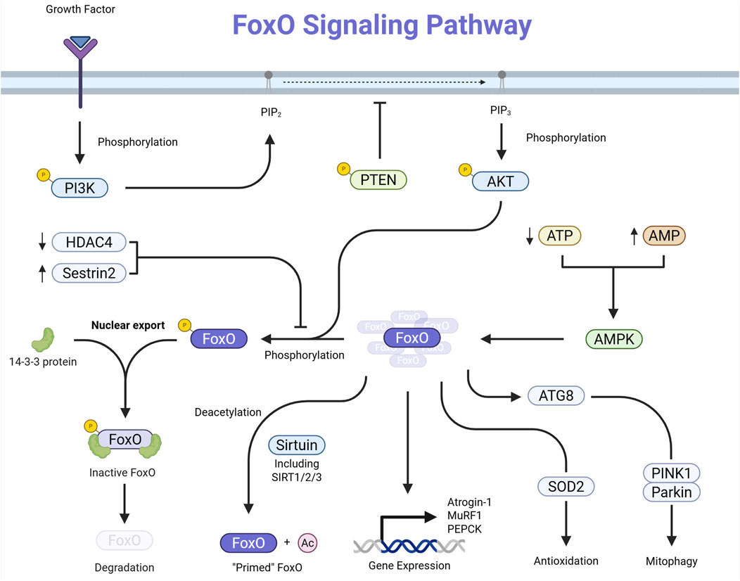 Diagram of the FoxO signaling pathway showing interactions among growth factor, PI3K, PTEN, AKT, FoxO, AMPK, and related proteins. Pathway influences phosphorylation, nuclear export, gene expression, antioxidation, and mitophagy, involving Sirtuin, ATP, AMP, and proteins like SOD2 and ATG8.