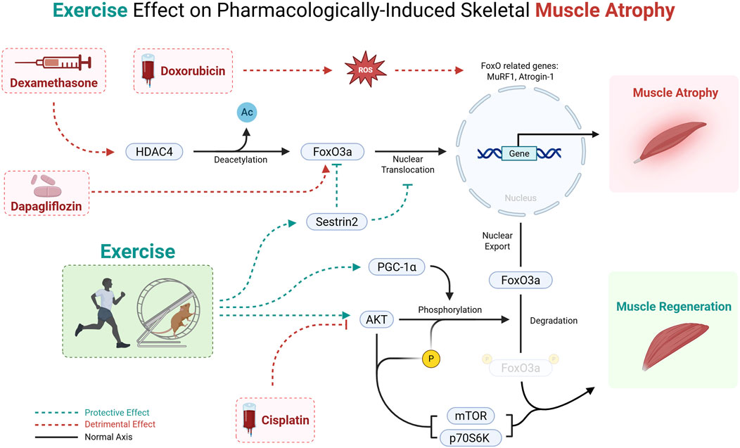 Flowchart illustrating the effect of exercise on pharmacologically-induced skeletal muscle atrophy. Dexamethasone, doxorubicin, and cisplatin have detrimental effects, while exercise and dapagliflozin have protective effects. The chart shows pathways involving FoxO3a, HDAC4, Sestrin2, PGC-1α, AKT, mTOR, and p70S6K, leading to either muscle atrophy or muscle regeneration.