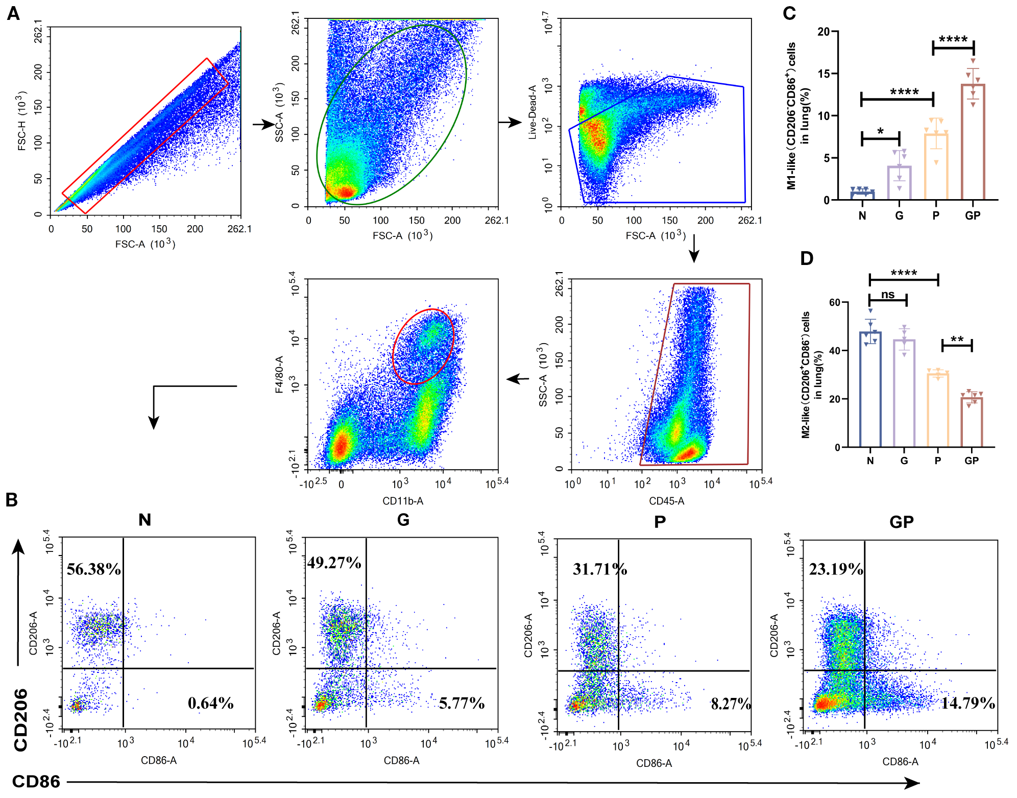 Flow cytometry analysis depicting various cell populations. Panel A shows scatter plots of cell differentiation stages with colored gating areas. Panel B displays quadrant plots for CD206 and CD86 markers for different groups labeled N, G, P, and GP. Panel C illustrates a bar graph of M1-like cell percentages, showing significant differences between groups with asterisks indicating statistical significance. Panel D displays a bar graph of M2-like cell percentages, including statistical notations for group comparisons. The data highlight variations in immune cell subtypes across the groups.