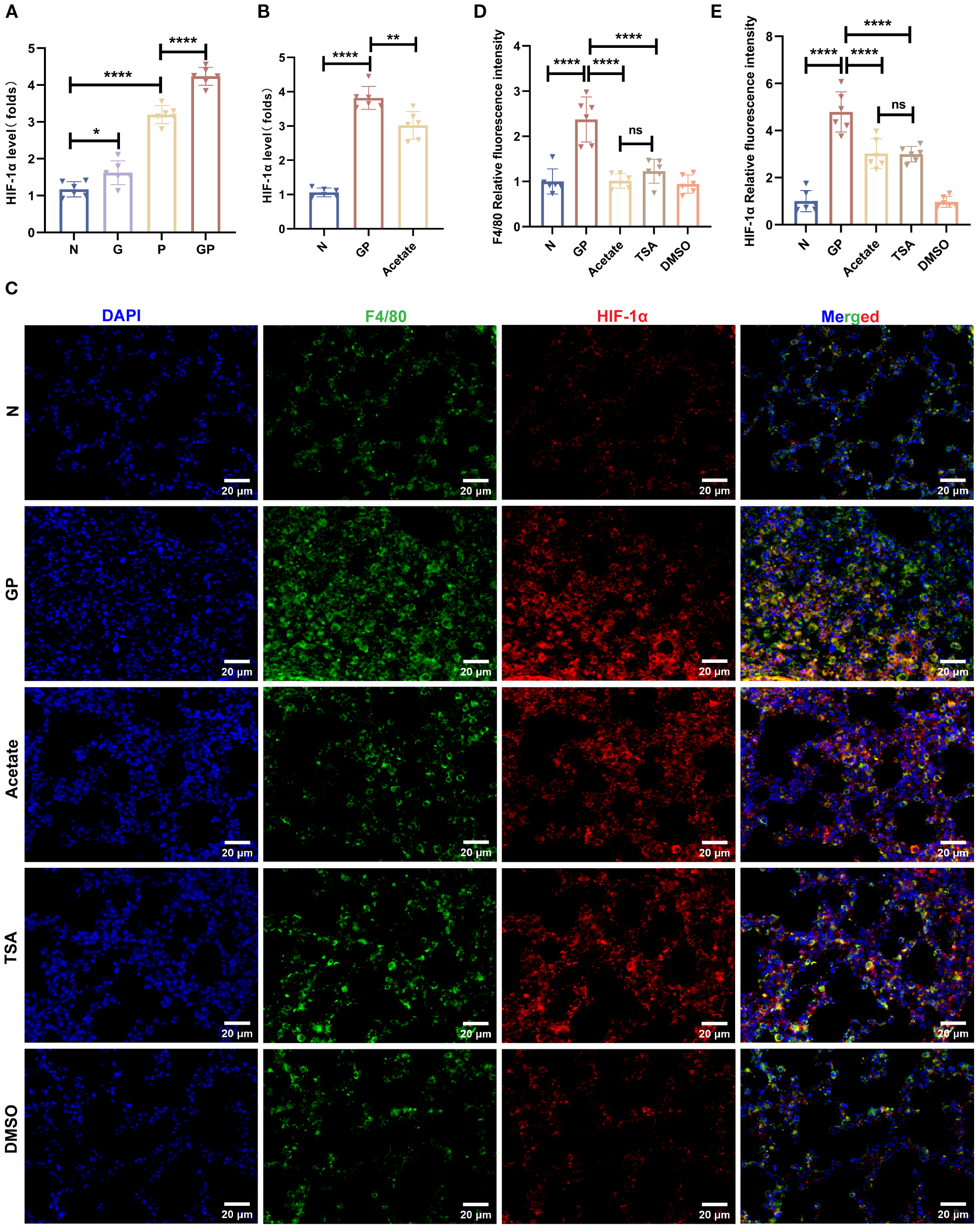 Bar graphs and fluorescence images show HIF-1α levels and F4/80 relative fluorescence under different conditions. Panels A, B, D, and E display data comparisons with significant differences marked. Panel C features fluorescence microscopy images stained with DAPI (blue), F4/80 (green), HIF-1α (red), and a merged view, across five different treatments: N, GP, Acetate, TSA, and DMSO, with scale bars indicating 20 micrometers.