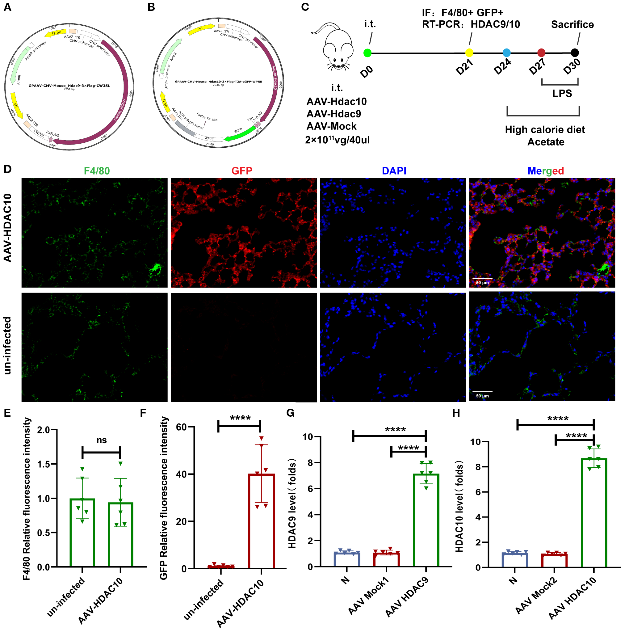 Diagram illustrating genetic constructs, experimental procedure, and results. Panels A and B show circular maps of genetic constructs for AAV-Hdac9 and AAV-Hdac10. Panel C depicts the experimental timeline involving intratracheal injections and analysis. Panel D consists of immunofluorescence images comparing F4/80, GFP, and DAPI in AAV-HDAC10 treated and uninfected samples. Panels E to H present bar graphs depicting fluorescence intensity and HDAC levels, showing statistical significance between treatments. Scale bars and statistical annotations are provided.