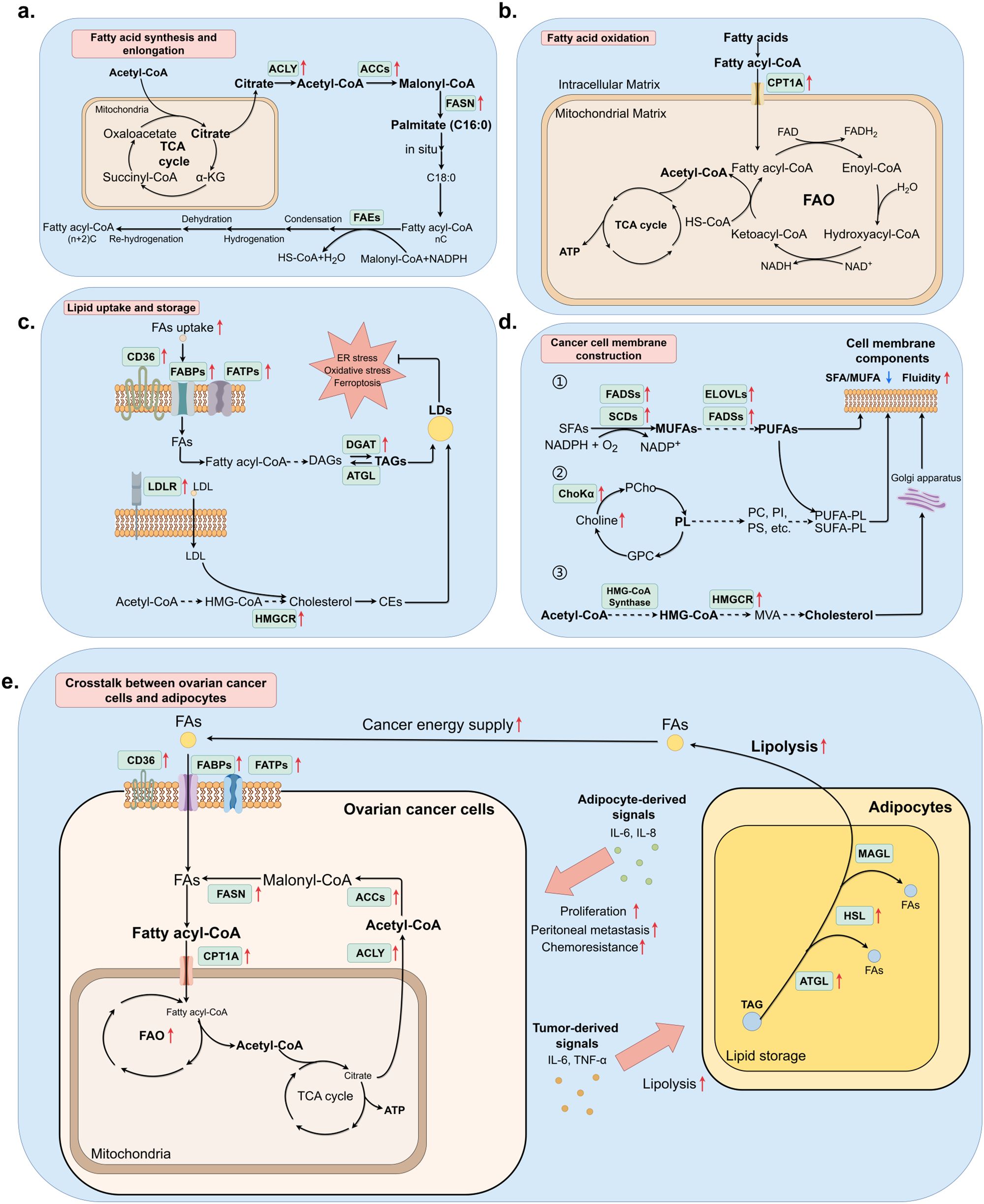 Diagram illustrating lipid metabolism in cancer and adipocyte interactions. Panels (a) to (e) depict fatty acid synthesis, oxidation, lipid uptake/storage, cancer cell membrane construction, and ovarian cancer cell-adipocyte crosstalk. Key molecules like ACLY, ACCs, CPT1A, and enzymes such as HMGCR and FASN are highlighted, showing pathways like TCA cycle, FAO, and lipolysis. The diagram emphasizes increased cancer energy supply, stress factors, and signal exchanges between adipocytes and cancer cells, impacting metabolism and proliferation. Arrows indicate process flows and regulatory changes.