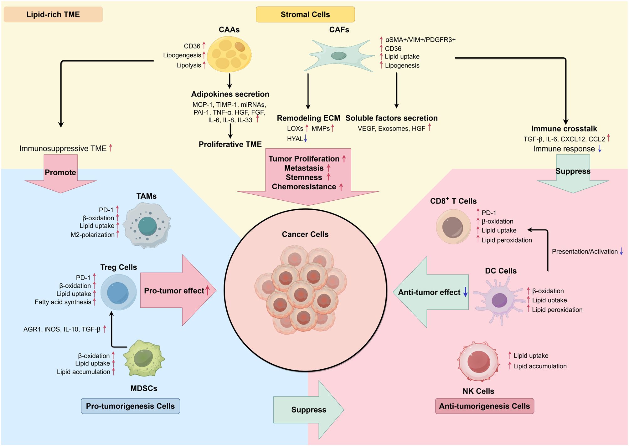 Diagram illustrating interactions in a lipid-rich tumor microenvironment (TME). Key components include cancer cells, cancer-associated adipocytes (CAAs), and cancer-associated fibroblasts (CAFs). CAAs promote immunosuppression and proliferation through secretion of adipokines. CAFs aid tumor growth by remodeling the extracellular matrix (ECM) and secreting soluble factors. Immune cells like TAMs and Treg cells promote tumor growth, while CD8+ T cells, DC cells, and NK cells work to suppress it. Various processes like β-oxidation, lipid uptake, and immune crosstalk are depicted, emphasizing the balance between pro-tumor and anti-tumor effects.