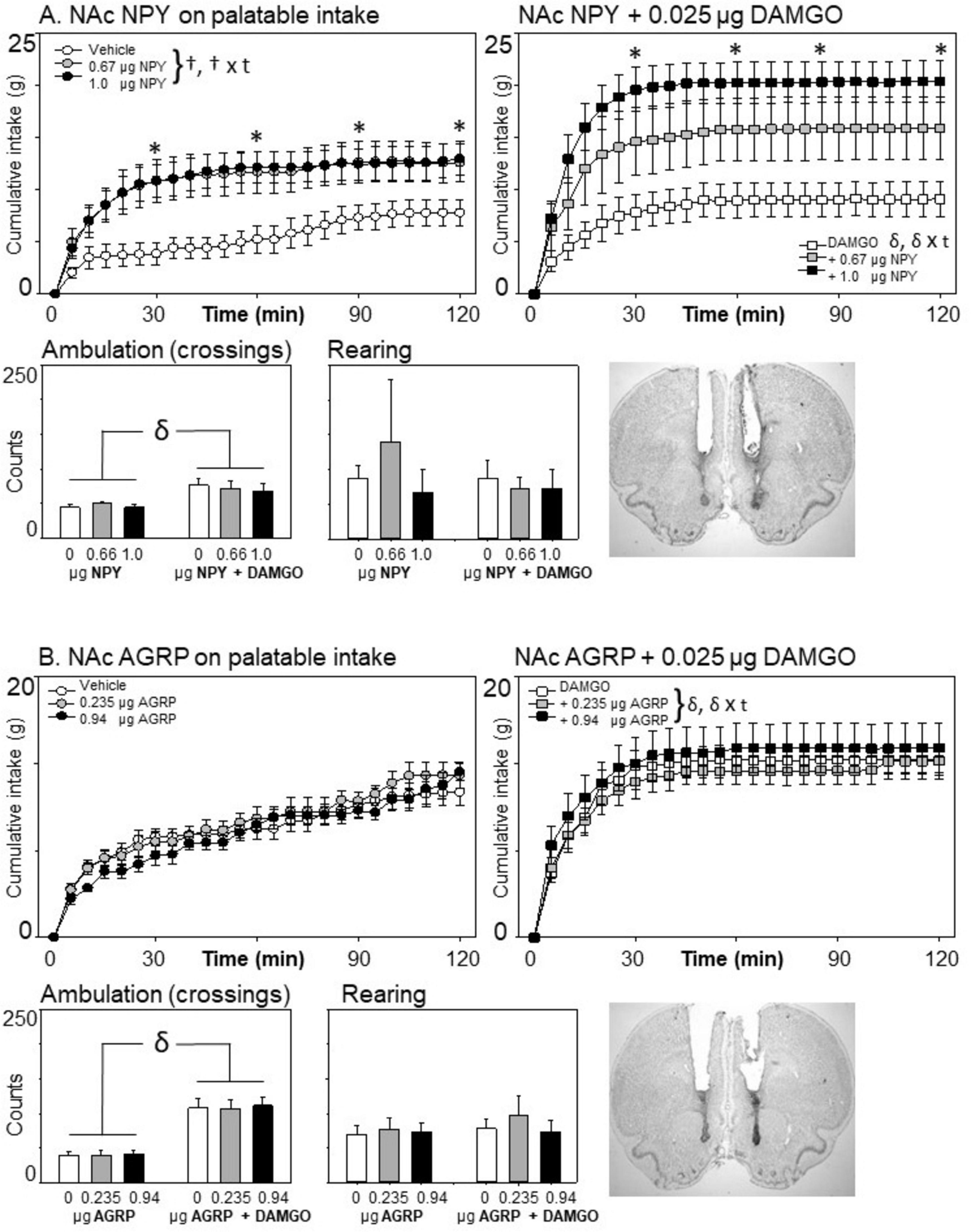 Graphs showing effects of NPY and AGRP on palatable intake over time. Panel A shows cumulative intake for NPY with and without DAMGO; higher intake with DAMGO. Panel B shows cumulative intake for AGRP with and without DAMGO; intake increases with DAMGO. Bar charts below display ambulation and rearing counts, indicating changes in activity levels. Images of brain sections are included. Statistical significance is noted with symbols.