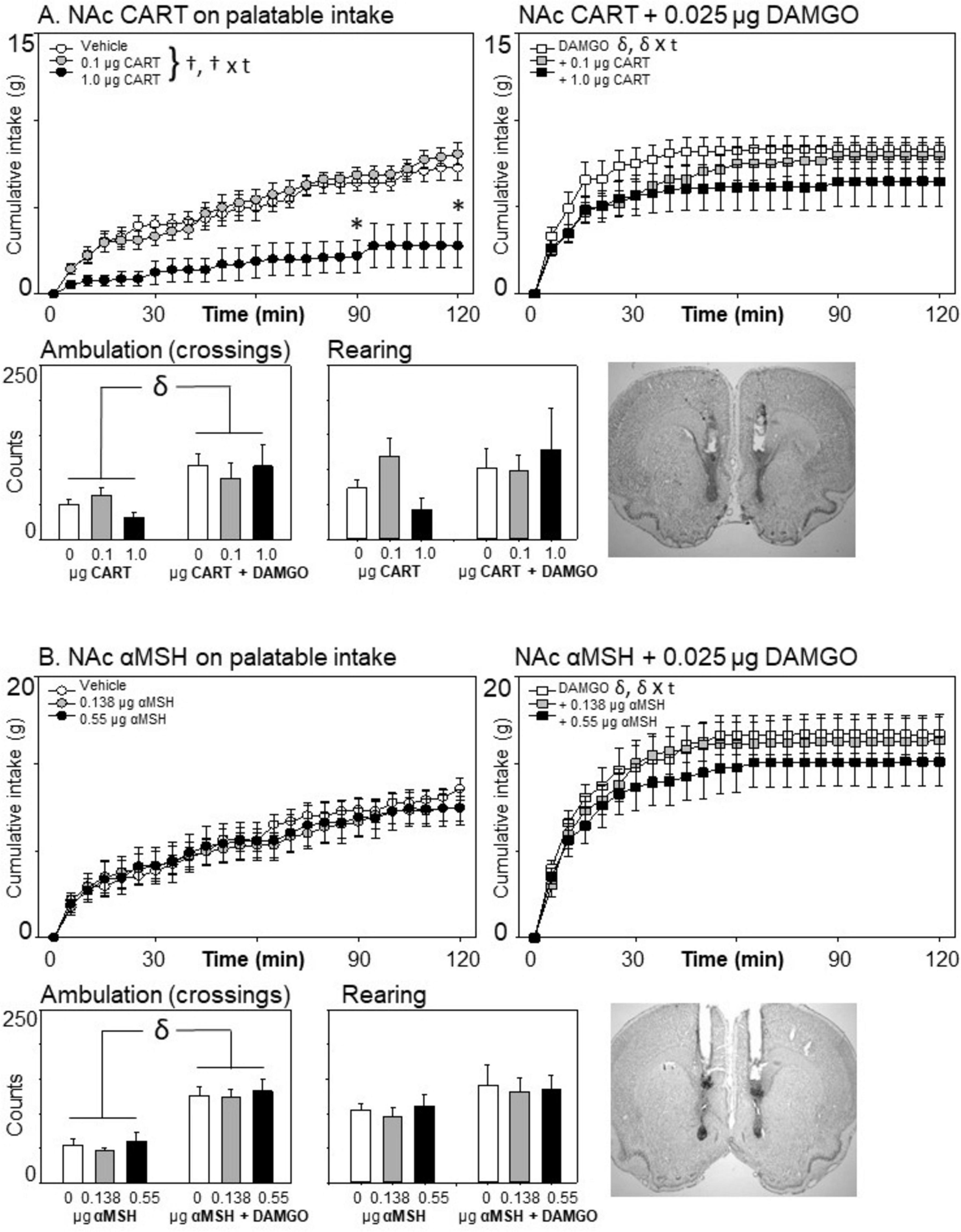 Four graphs and two brain images illustrate the effects of NAc CART and αMSH on palatable intake, ambulation, and rearing. The graphs compare vehicle, CART, and αMSH with or without DAMGO over time. The cumulative intake increases with time, showing variations with different treatments. Ambulation and rearing are also compared, showing differences in counts. Brain images depict the NAc region.