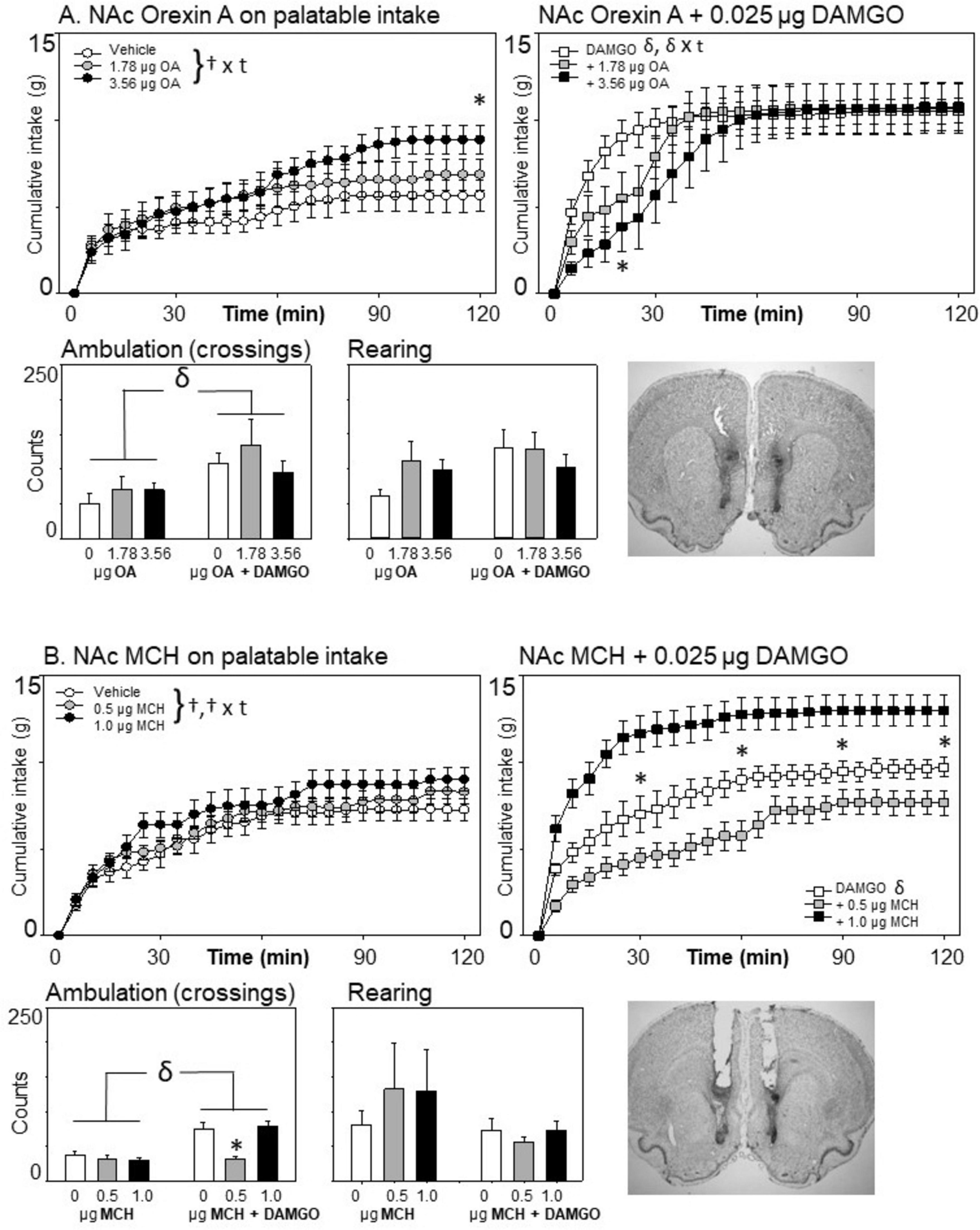Graphs and diagrams depict the effects of NAc Orexin A and NAc MCH on palatable intake, both with and without DAMGO. The top graphs show cumulative intake over time with varying doses. The bottom bar graphs illustrate ambulation and rearing behaviors. Brain section images are shown for context. Statistical markers and labels indicate significant differences.