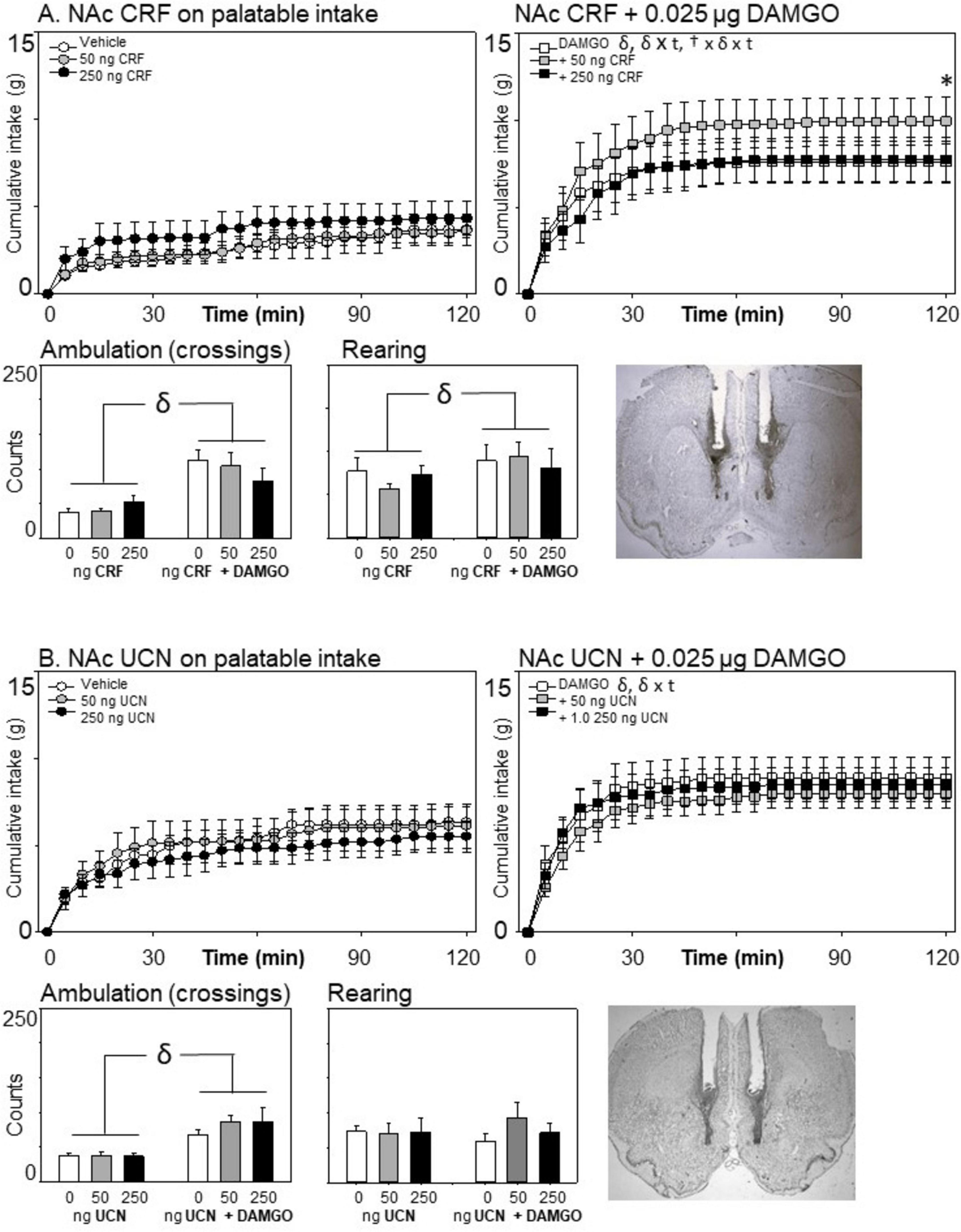 Graphs and images presenting data on the effects of NAc CRF and UCN on palatable intake with and without 0.025 micrograms of DAMGO. The top graphs show cumulative intake over time, with significant differences noted at various dosages. The bottom graphs depict ambulation and rearing counts with different treatments. Two anatomical images of rat brain sections are included, indicating the sites for CRF and UCN administration.