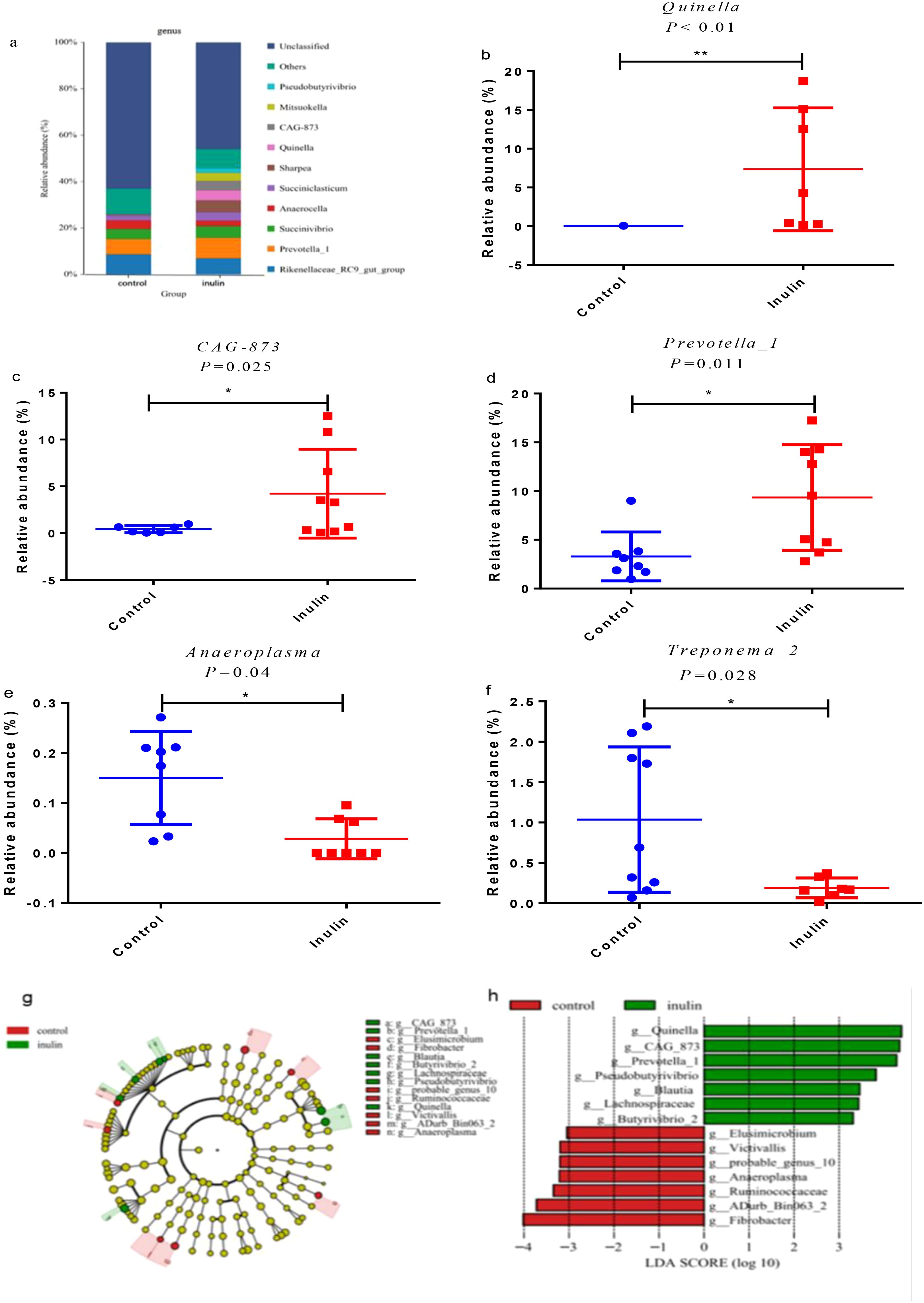 The image contains multiple charts and a cladogram analyzing gut microbiota. Panel a shows a stacked bar chart comparing genus-level microbial abundance in control and inulin groups. Panels b to f display dot plots with error bars for specific bacteria, showing significant differences in relative abundance between control and inulin groups. Panel g presents a cladogram indicating bacterial taxa enriched in each group. Panel h is a bar chart of linear discriminant analysis (LDA) scores, identifying taxa enriched in control and inulin groups, with higher LDA scores for significant taxa.