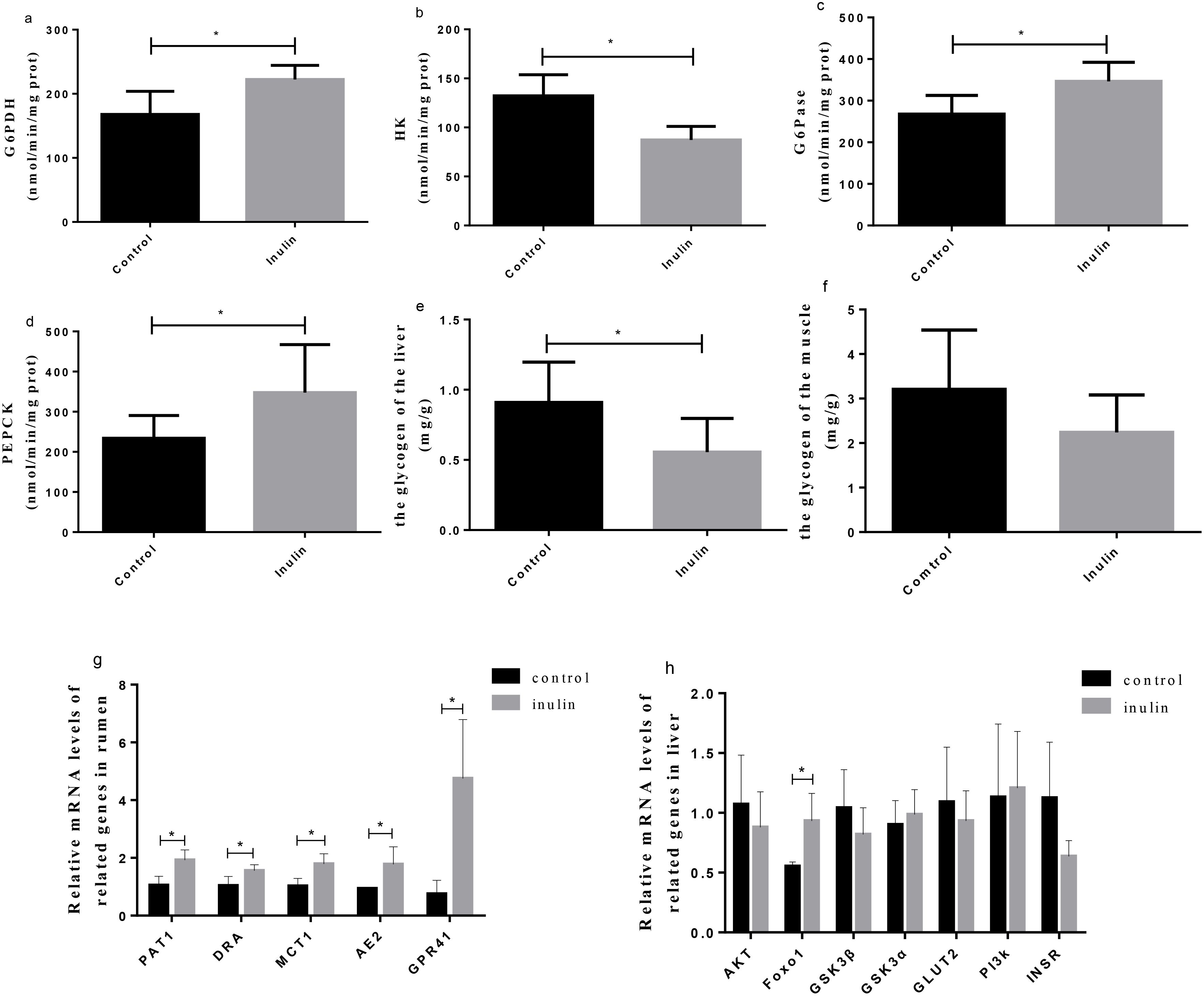 Bar graphs showing the effects of inulin and control treatments on various biological parameters. Graphs (a) to (f) depict enzyme activity and glycogen levels: G6PDH, HK, G6Pase, PEPCK, liver glycogen, and muscle glycogen. Graphs (g) and (h) compare relative mRNA levels of related genes in the rumen and liver, respectively. Significant differences are indicated by asterisks. The control values are represented in black, and inulin values in gray.