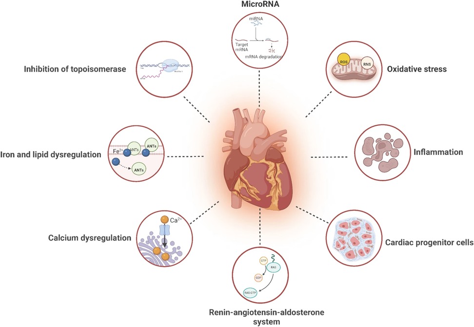 Diagram featuring a heart in the center, surrounded by interconnected circles illustrating concepts related to MicroRNA influence: inhibition of topoisomerase, oxidative stress, inflammation, cardiac progenitor cells, renin-angiotensin-aldosterone system, calcium dysregulation, and iron and lipid dysregulation. Each concept is visually represented with illustrative icons and labeled text.