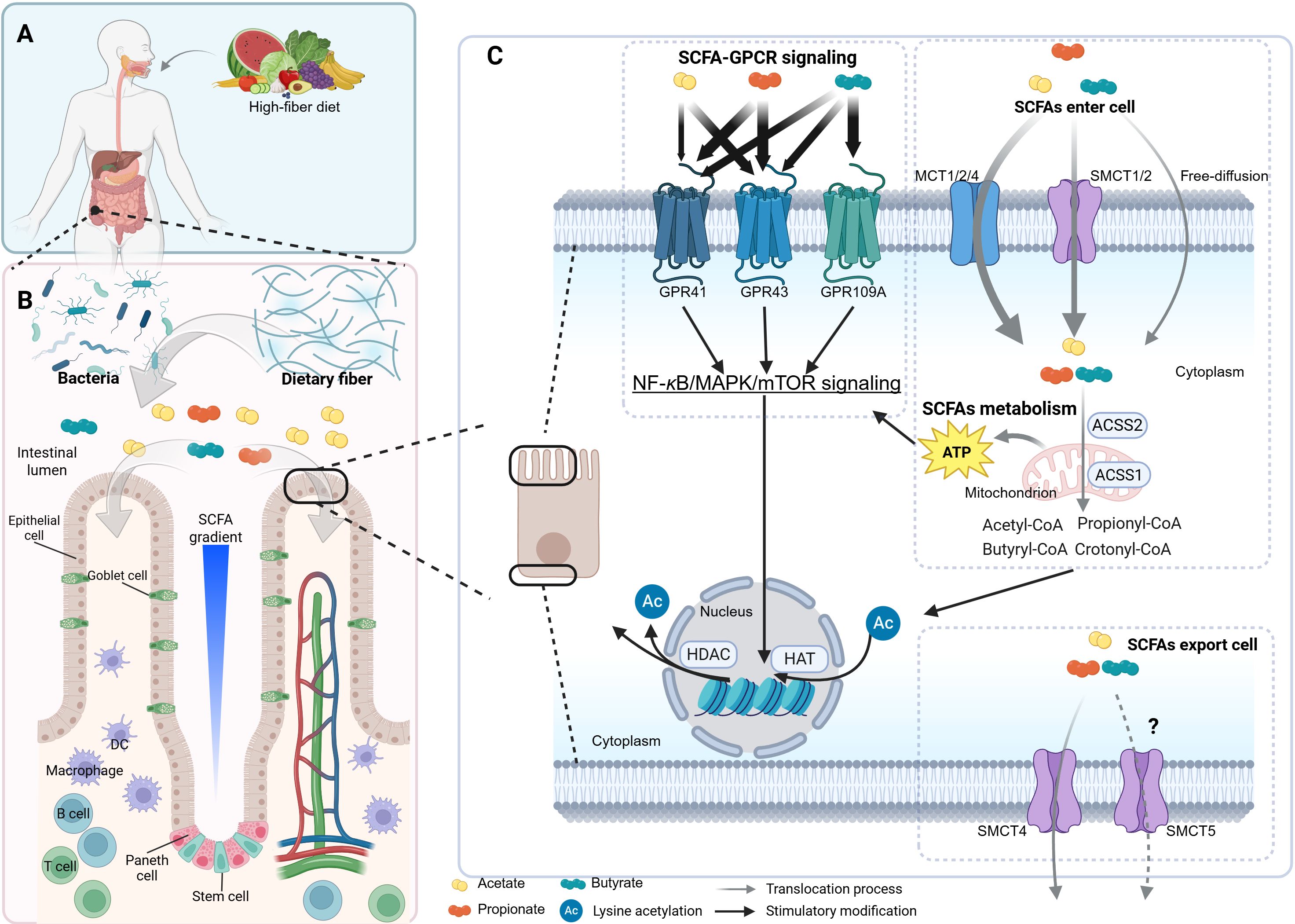 Diagram illustrating the impact of a high-fiber diet on gut health. Panel A shows a person with a high-fiber diet. Panel B illustrates bacteria interacting with dietary fiber in the intestinal lumen, forming a SCFA gradient affecting various cell types like goblet, Paneth, and stem cells. Panel C profiles SCFA-GPCR signaling pathways and SCFA metabolism. SCFAs enter cells via transporters MCT1/2/4 and SMCT1/2, affecting signaling pathways like NF-kB/MAPK/mTOR and metabolism within mitochondria, producing compounds like Acetyl-CoA. The diagram underscores SCFA's role in cellular functions, metabolism, and signaling.