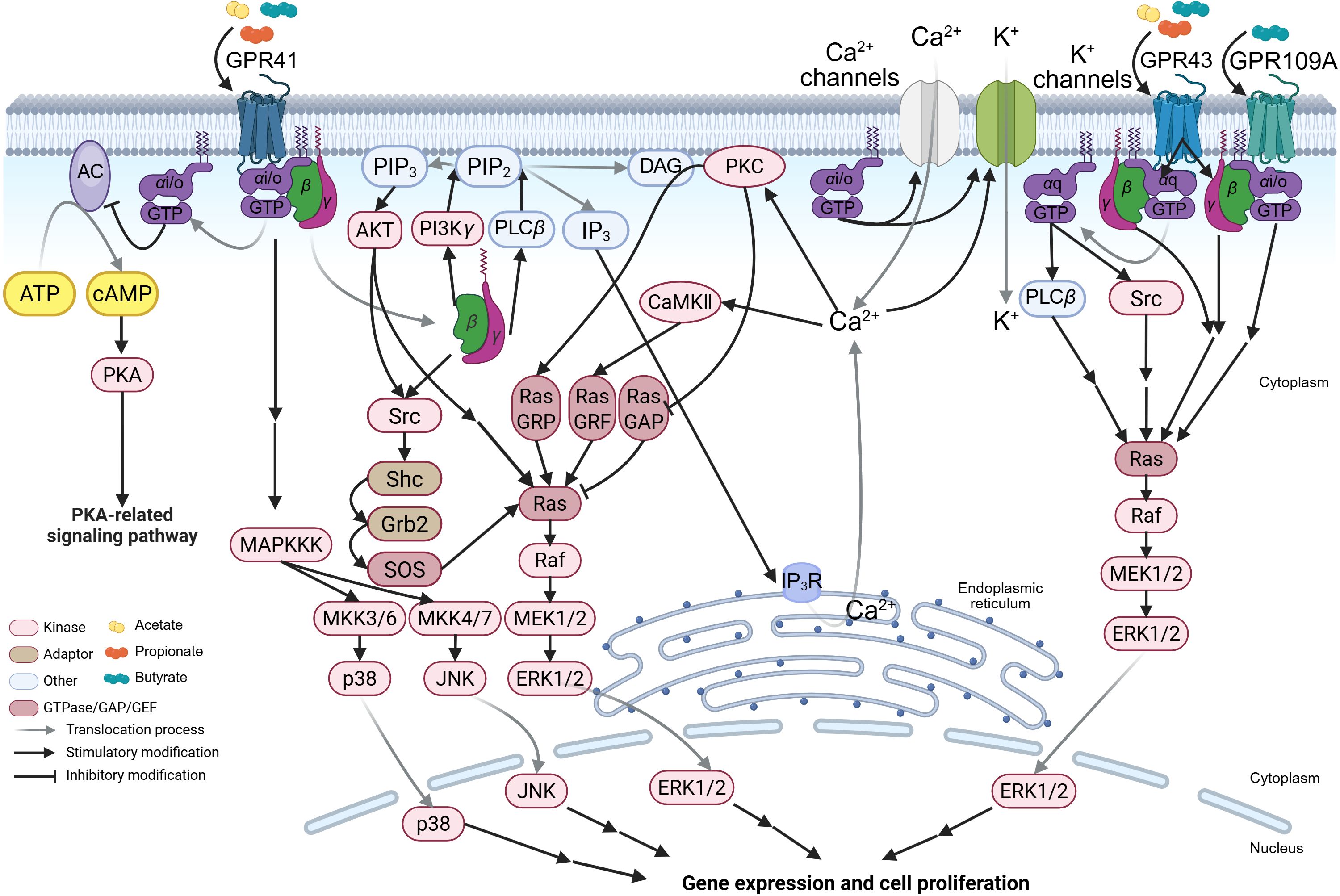 Cell signaling diagram illustrating pathways involving G protein-coupled receptors (GPR41, GPR43, GPR109A) linked to PKA-related signaling, MAPKKK, and other cascades leading to gene expression and cell proliferation. Includes elements like ATP, cAMP, calcium and potassium channels, and various kinases and proteins (e.g., PKC, CaMKII, Ras, Raf). Arrows indicate translocations and modifications. Color-coded legend differentiates elements such as kinases and signaling molecules.