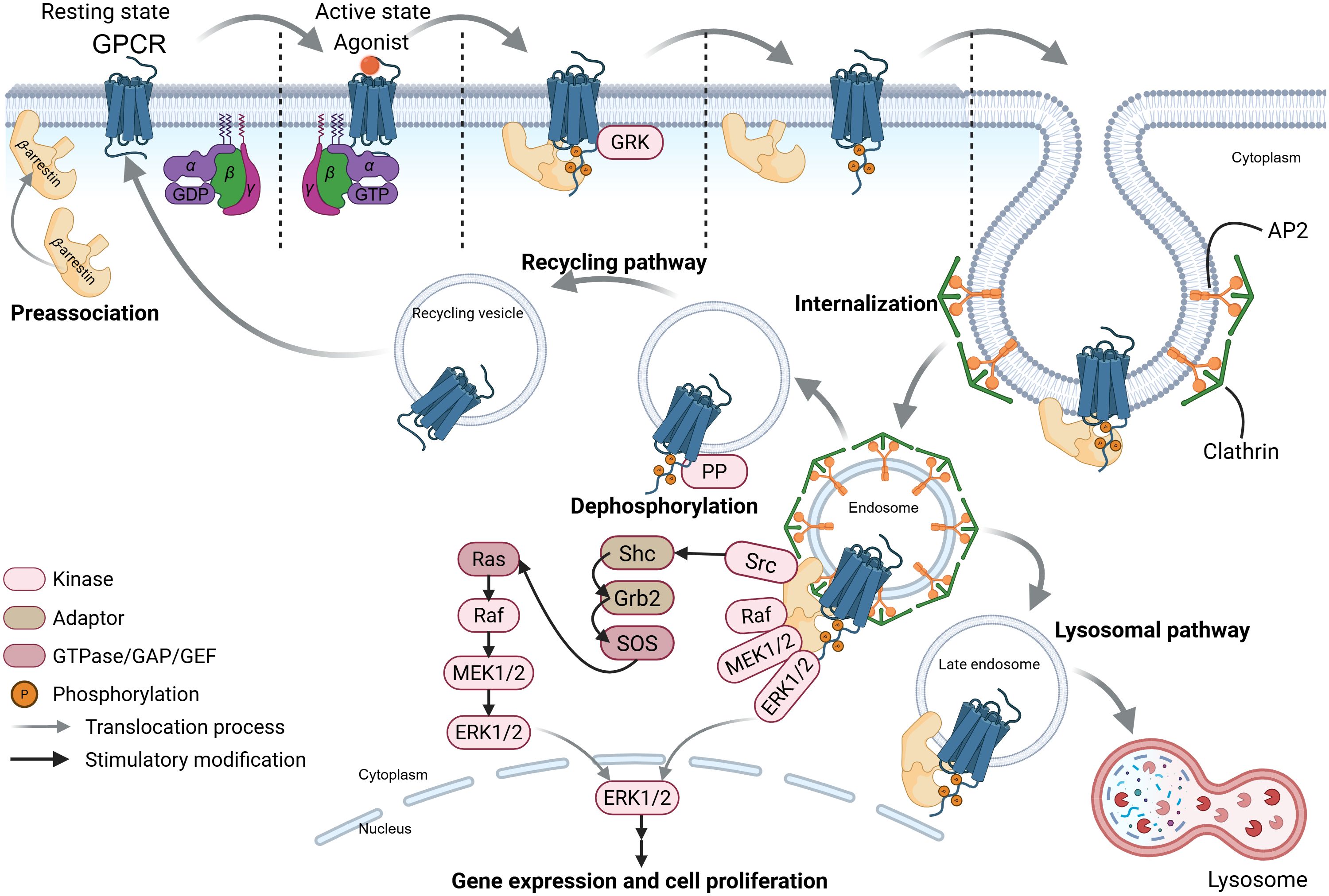 Diagram illustrating the GPCR signaling pathway, showing transitions from resting to active state via agonist binding. Key steps include preassociation, internalization, recycling, and lysosomal pathways. Components like GPCR, G proteins, GRK, and kinases are depicted. Key processes involve phosphorylation, dephosphorylation, and gene expression. Multiple signaling proteins and modifications are shown, leading to cellular responses.