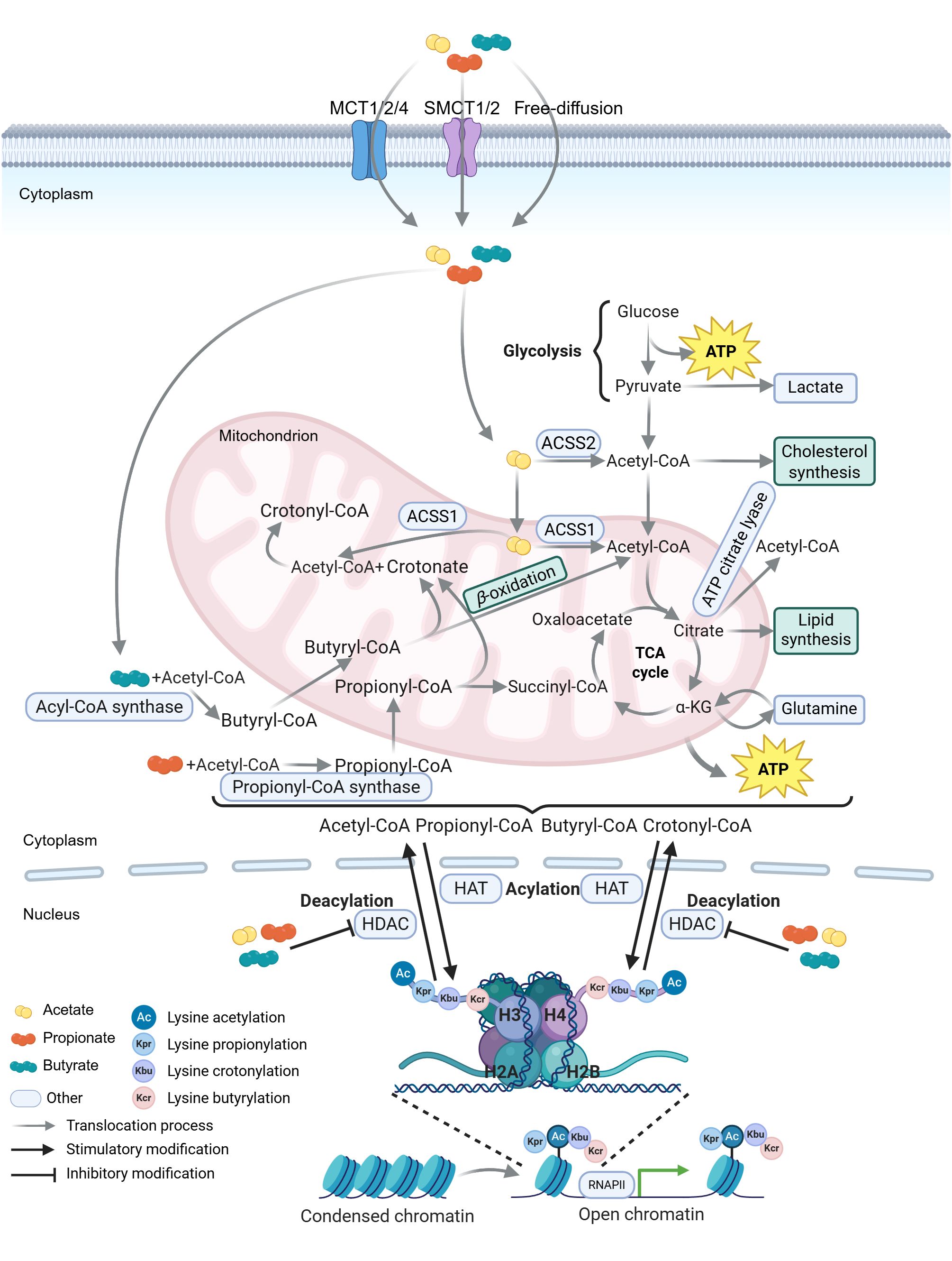 Diagram illustrating metabolic pathways and chromatin modifications. It shows transporters (MCT1/2/4, SMCT1/2), glycolysis, TCA cycle, and synthesis pathways (cholesterol, lipid). Key molecules include acetate, propionate, and butyrate. Acyl-CoA derivatives affect chromatin, modifying lysine residues via acetylation, propionylation, crotonylation, and butyrylation. Processes involve deacetylation (HDAC) and acylation (HAT), influencing chromatin states (condensed to open), impacting transcription. ATP is highlighted as a key energy molecule.