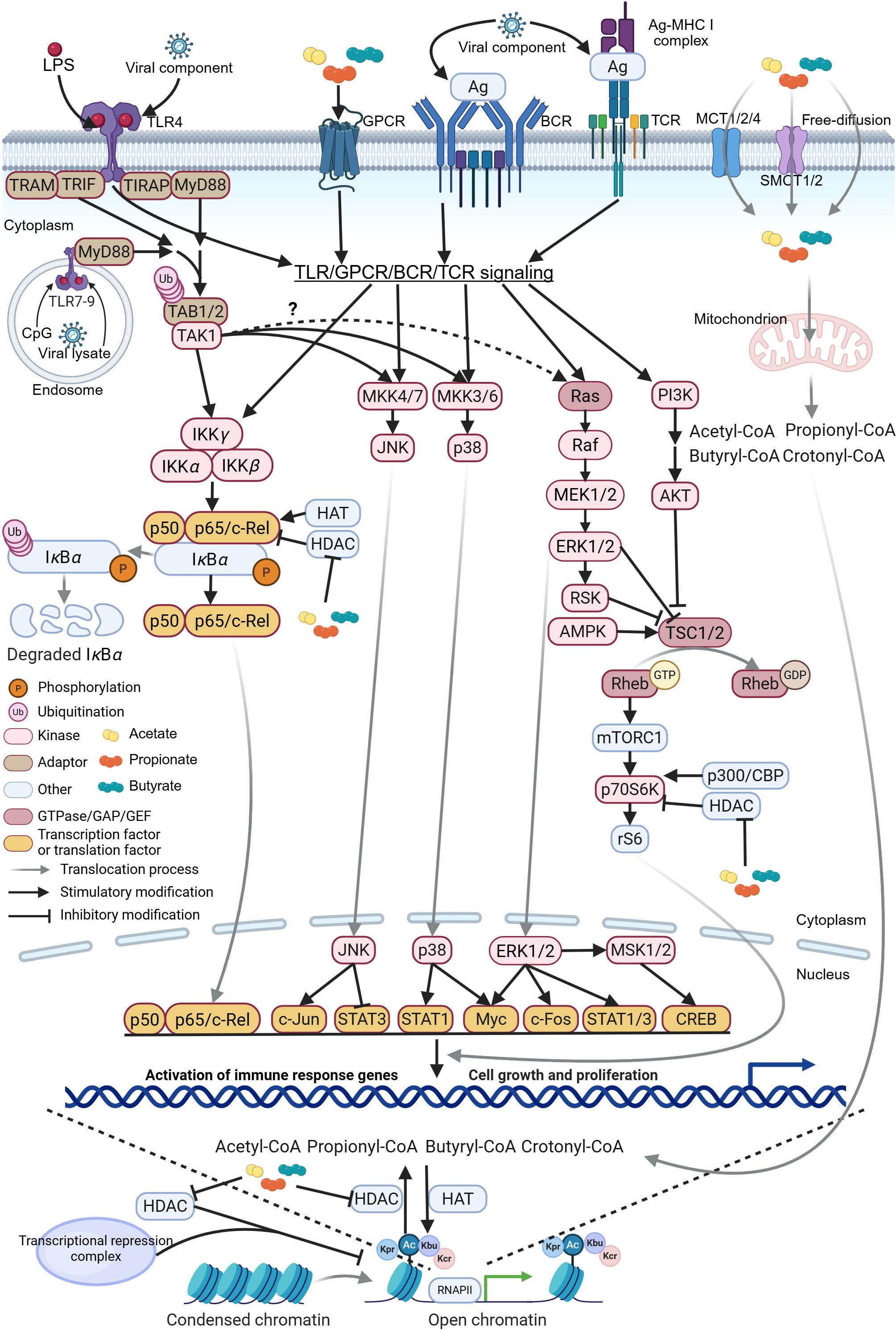 Diagram illustrating signaling pathways activated by viral components, LPS, and antigen complexes through receptors like TLR, GPCR, BCR, and TCR. The pathways involve multiple proteins and enzymes, leading to nuclear responses such as chromatin changes and activation of immune response genes. Key processes include phosphorylation, ubiquitination, and transcription factor activation, shown via arrows and color-coded symbols.