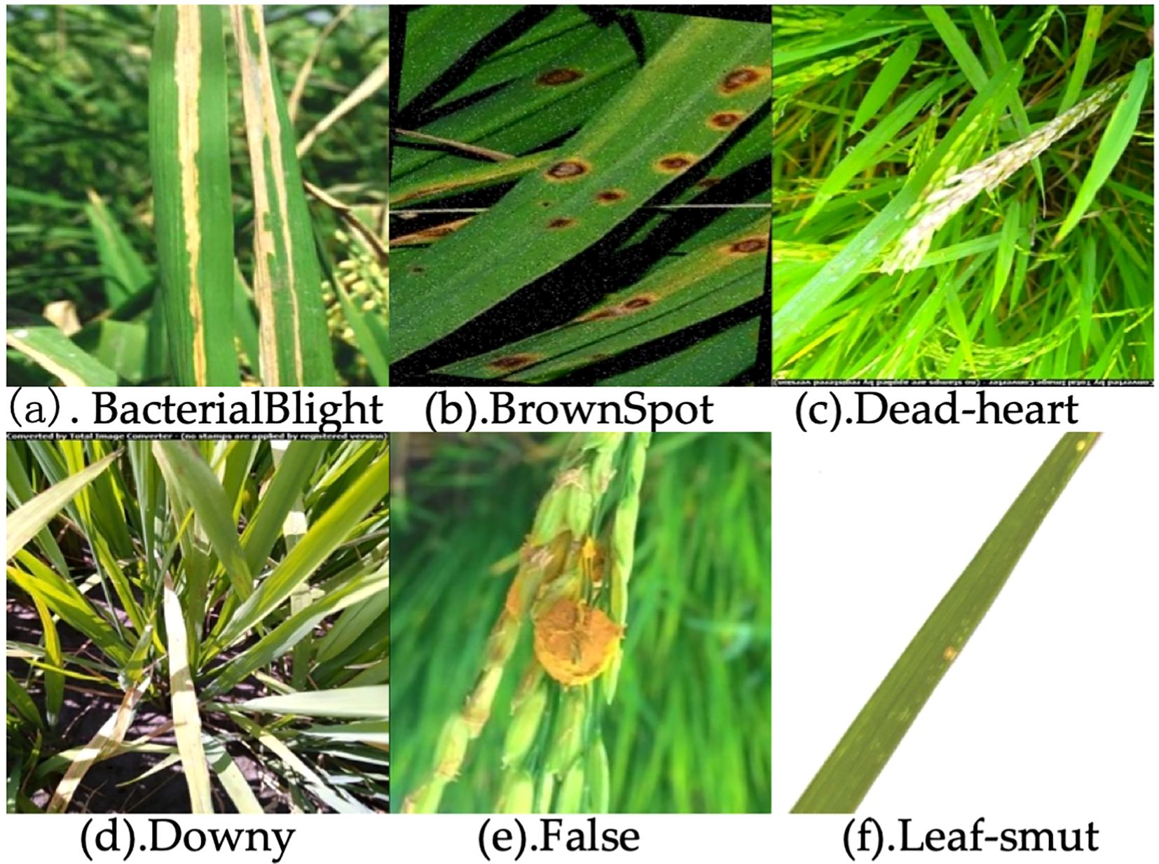 Collection of images showing different plant diseases: (a) Bacterial Blight with streaks on leaves, (b) Brown Spot with circular lesions, (c) Dead-heart with a discolored stem, (d) Downy showing wilting, (e) False with fungal growth, (f) Leaf-smut with spots.