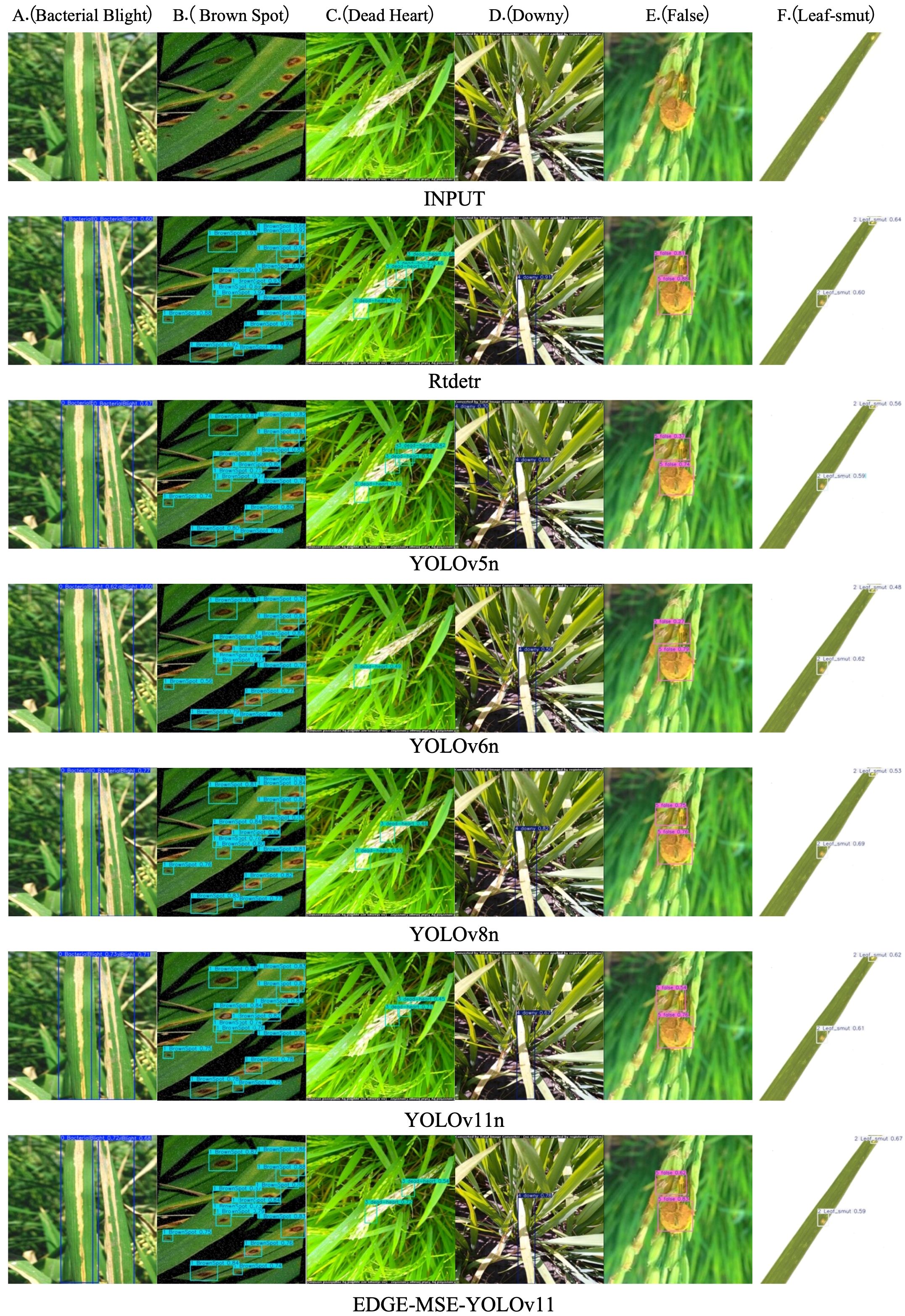 A series of images show the detection of rice plant diseases using different models. Each row contains six columns of plant images labeled A through F, representing bacterial blight, brown spot, dead heart, downy mildew, false smut, and leaf smut. The models compared include INPUT, Rtdetr, YOLOv5n, YOLOv6n, YOLOv8n, YOLOv11n, and EDGE-MSE-YOLOv11. Each model's output is depicted with bounding boxes indicating disease detection on the corresponding leaf images.