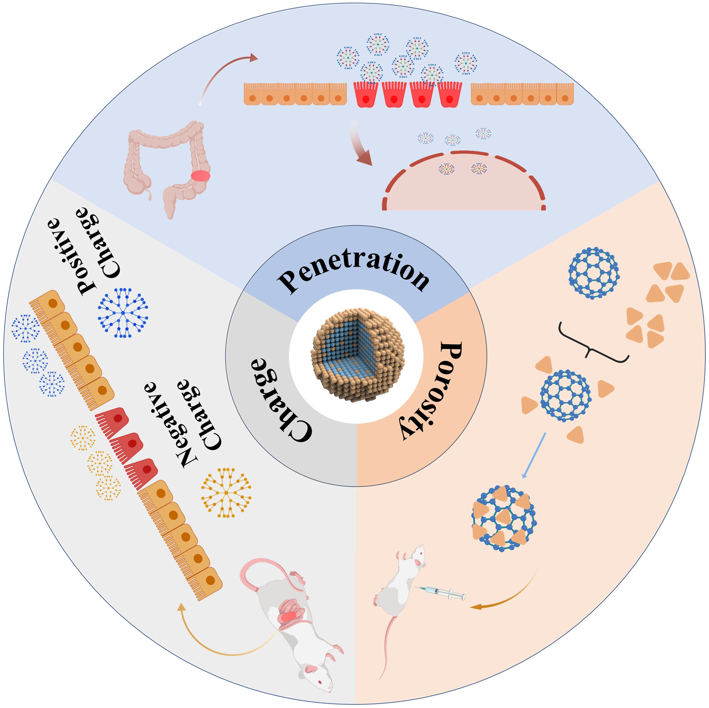 Diagram illustrating mechanisms of penetration, charge, and porosity in drug delivery. The top section shows nanoparticles crossing intestinal barriers. The left section depicts charge interactions, with positive and negative nanoparticles. The right section demonstrates porosity with structural molecules. Central image shows a nanoparticle's structure. Bottom right includes a mouse receiving an injection, with drug delivery pathways indicated.