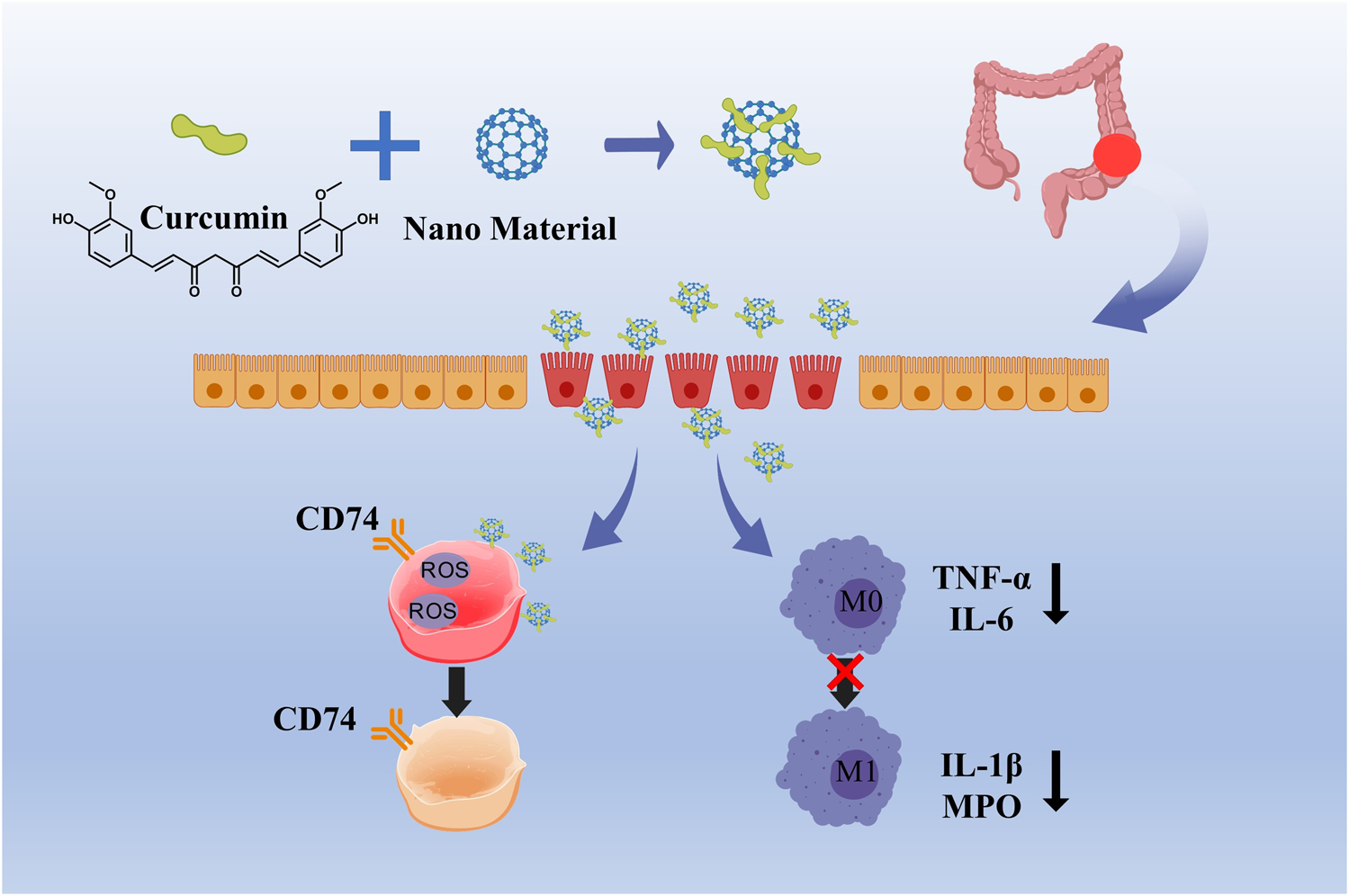 Diagram showing curcumin combined with nanomaterial targeting the colon. The sequence displays the combination entering intestine cells, interacting with CD74 receptors, and impacting immune responses, reducing TNF-alpha, IL-6, IL-1beta, and MPO levels.