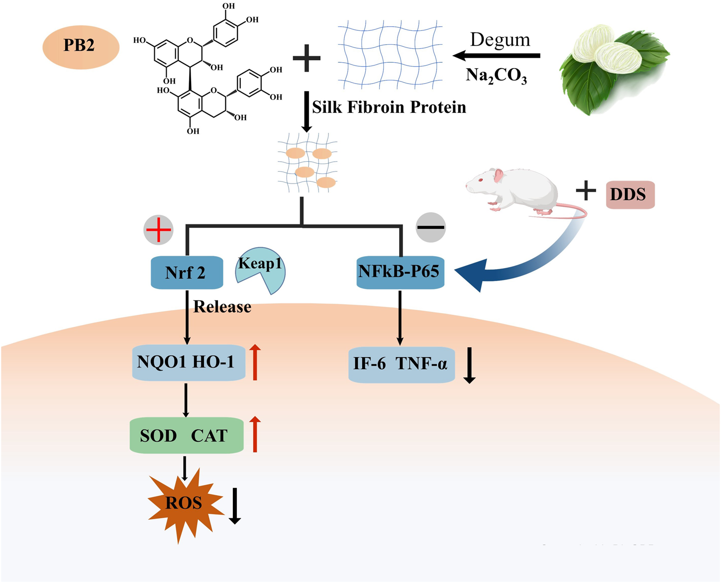 Diagram illustrating a biochemical process involving PB2 and silk fibroin protein, interacting with a mouse and DDS. The process activates Nrf2, releasing from Keap1, increasing NQO1, HO-1, SOD, and CAT, reducing ROS. NFκB-P65 influences IF-6 and TNF-α levels.