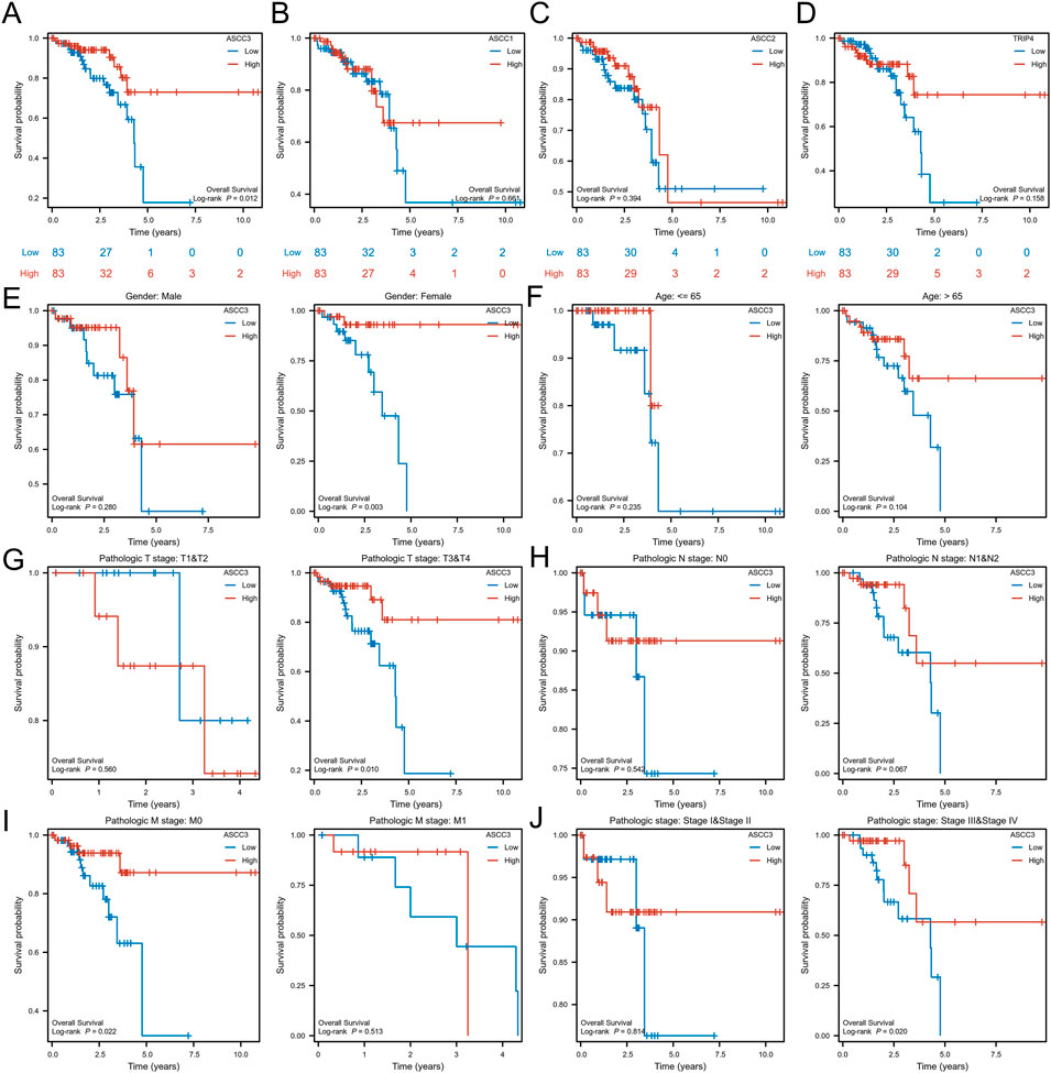 Ten Kaplan-Meier survival plots display survival probability over time based on various factors. Panels A to J compare low and high expression levels across different pathological stages, genders, age groups, and gene expressions. Each graph includes a log-rank p-value. Survival probability declines more steeply in certain low expression groups, illustrating differences in overall survival rates.