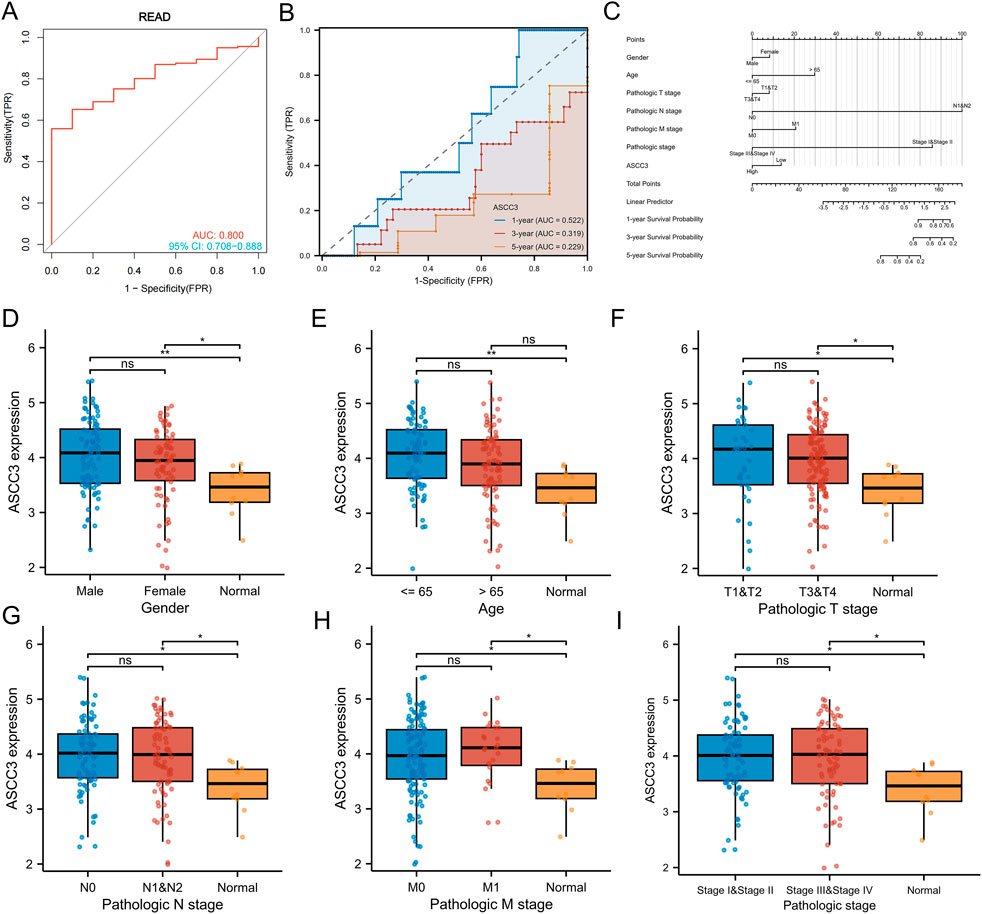 (A) ROC curve for a READ model with an AUC of 0.800. (B) ROC curve comparing ASCC3 expression at one, three, and five years. (C) Nomogram for survival prediction including variables like gender, age, and different pathologic stages. (D-I) Box plots showing ASCC3 expression across different groups: gender, age, pathologic T stage, N stage, M stage, and overall stage, with statistical significance indicated by asterisks.