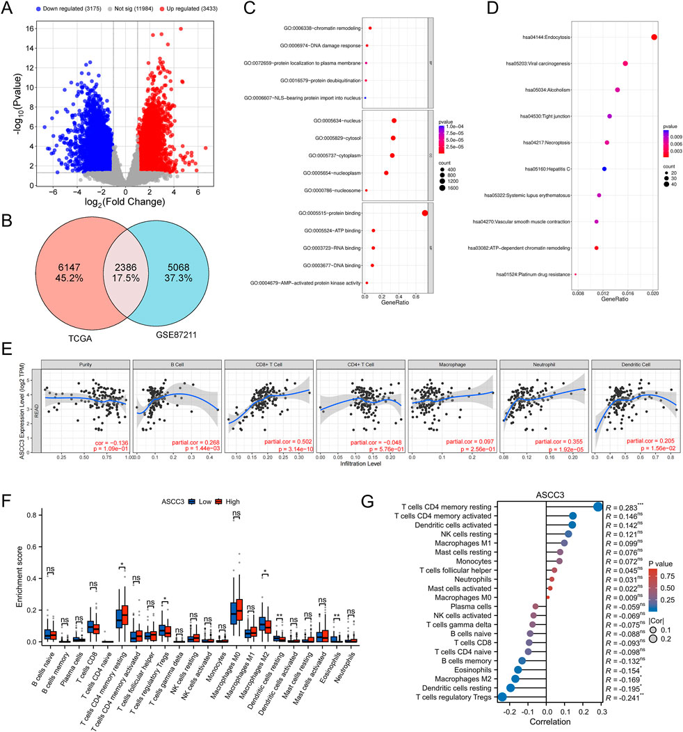 A composite image displaying various data visualizations. Panel A shows a volcano plot with genes color-coded by regulation status. Panel B is a Venn diagram illustrating gene overlap between TCGA and GSE87211 datasets. Panel C features a bar graph of gene ontology terms and their gene ratios. Panel D presents a dot plot of pathways with p-values. Panel E contains scatter plots showing correlations between ASCC3 expression and immune cell infiltration. Panel F is a box plot comparing enrichment scores of different immune cells with ASCC3 expression levels. Panel G shows a correlation bar plot for ASCC3 with various immune cells.