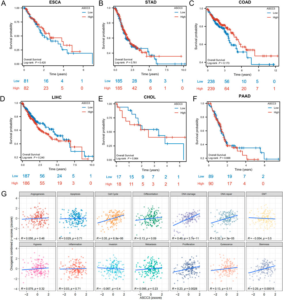 Panels A to F display Kaplan-Meier survival curves for gene ASCC3 across six cancer types: ESCA, STAD, COAD, LIHC, CHOL, and PAAD. Each graph shows overall survival probability over time, comparing patients with high and low ASCC3 expression. Panel G presents scatter plots correlating ASCC3 expression with biological processes like angiogenesis and cell cycle, providing R and p-values for statistical correlation.