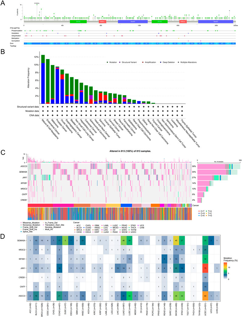 Composite image displaying genomic and mutation analysis:A. Diagram showing domains and post-translational modifications of a protein.B. Bar chart depicting alteration frequencies across various cancer types, including mutations, structural variants, amplifications, deletions, and multiple alterations.C. Heatmap visualizing alterations in 813 samples with color coding for mutation types and cancer categories.D. Grid chart illustrating mutation frequency percentage for several genes across different cancers with color intensity indicating frequency levels.
