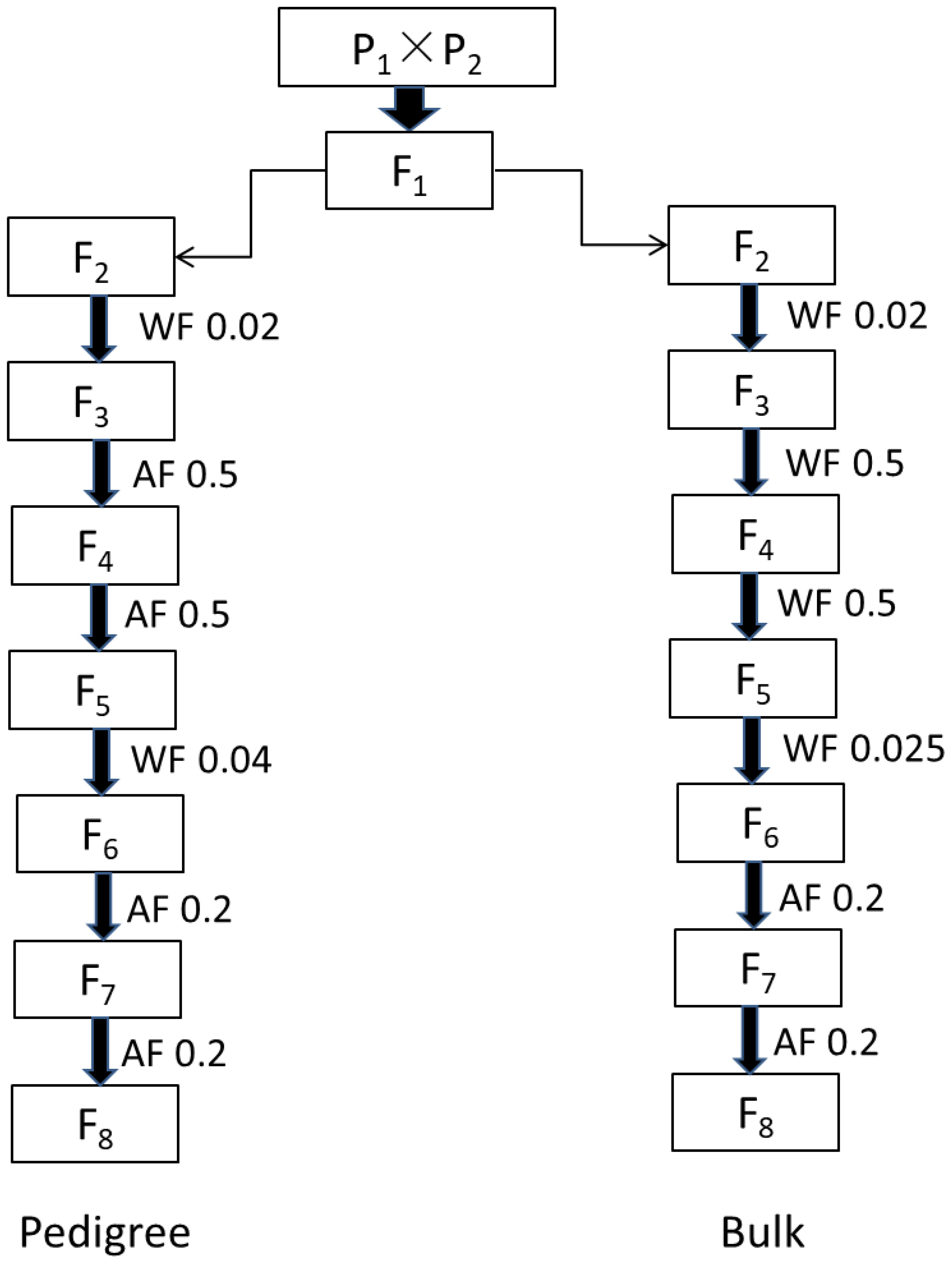 Flowchart illustrating a breeding process from an initial cross labeled P1 x P2. The subsequent generation is F1, followed by two branches: one for a Pedigree method and another for a Bulk method through generations F2 to F7. The Pedigree path involves WF and AF notations with values like 0.02 and 0.04, while the Bulk path has values like 0.5 and 0.2.