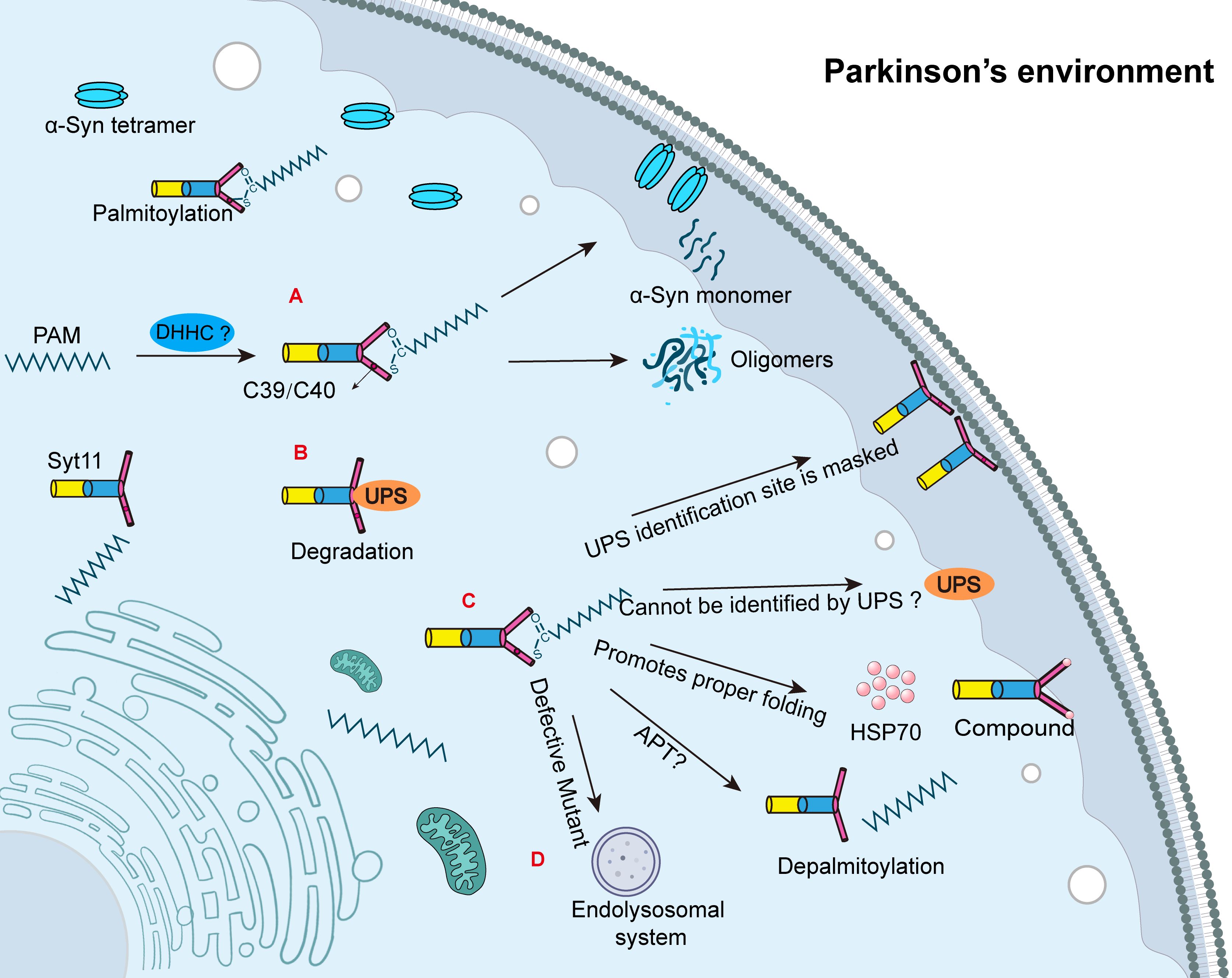 A schematic depicting the dynamic changes of α-synuclein in the context of Parkinson’s disease. It illustrates processes such as palmitoylation, oligomer formation, and degradation pathways. Different process pathways are labeled with letters, reflecting steps such as correct folding, tetramer assembly, and interaction with Hsp70. This image highlights the role of palmitoylation and the ubiquitin-proteasome system (UPS) in the formation of monomers and oligomers.