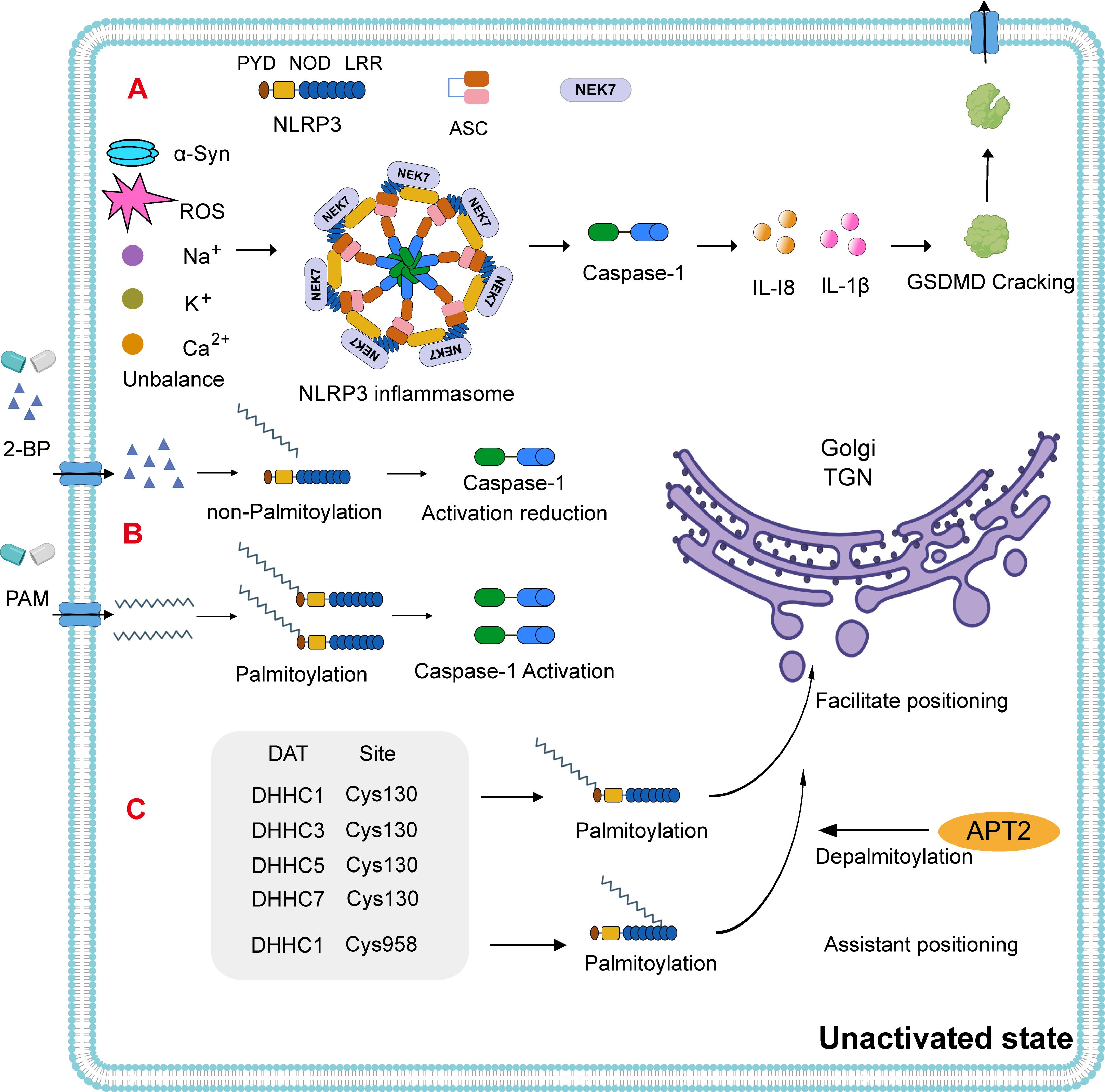 A schematic illustrating the activation and assembly of the NLRP3 inflammasome. It shows how palmitoylation, mediated by different DHHC enzymes at specific cysteine sites of NLRP3, triggers the first signal, and depicts factors such as α-Syn, ROS, sodium, and calcium that activate the inflammasome, leading to the release of IL-1β and IL-18, along with the non-palmitoylation pathway that inhibits Caspase-1.
