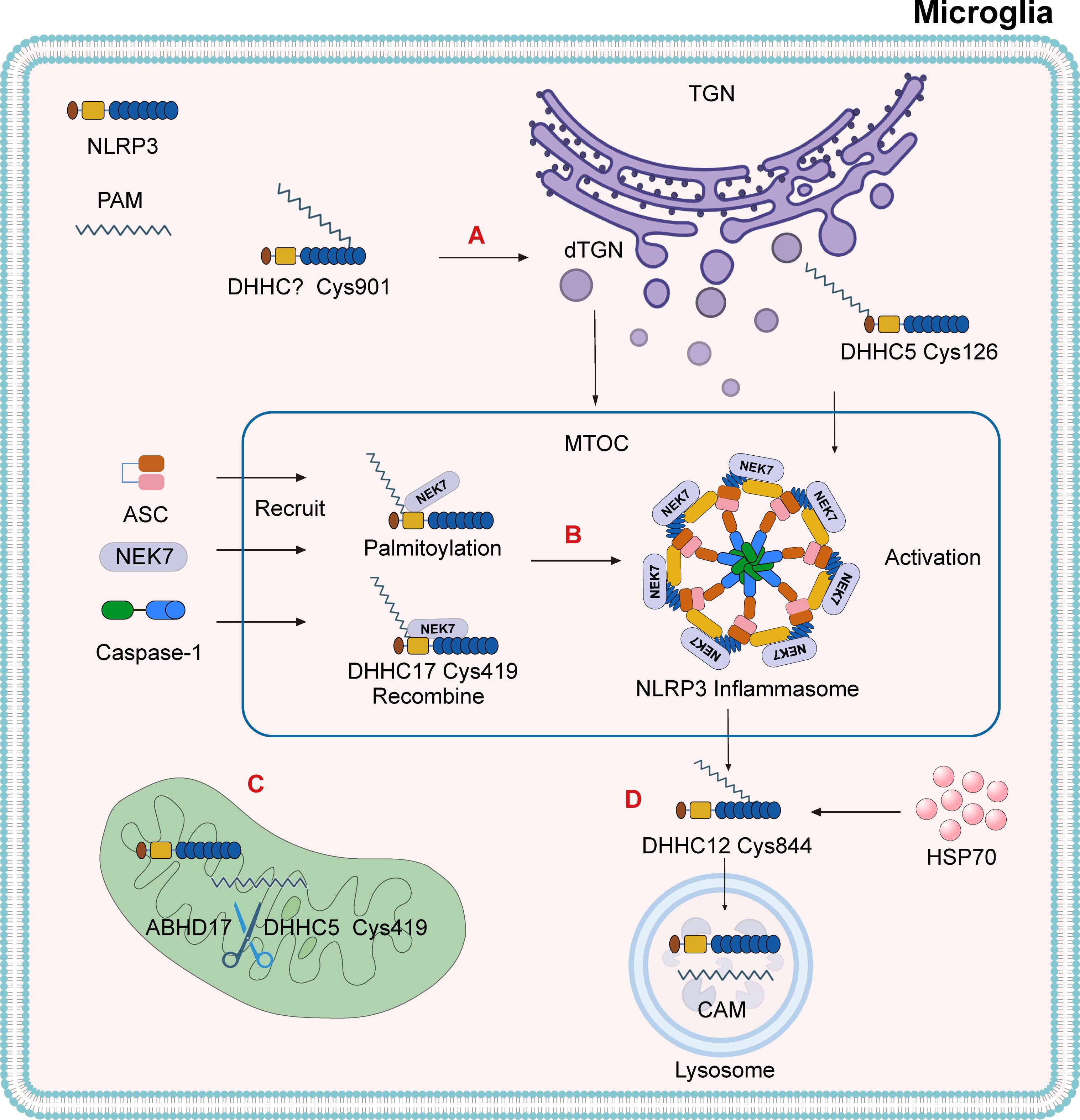 A detailed explanation of the specific functions and roles of NLRP3 under different palmitoylation conditions. It illustrates the assembly within the Golgi network, showing the recruitment of NEK7, ASC, and the involvement of Caspase-1. It also depicts the depalmitoylation of NLRP3 in mitochondria and lysosomal autophagy, labeling components such as the TGN, mitochondria, and CMA.