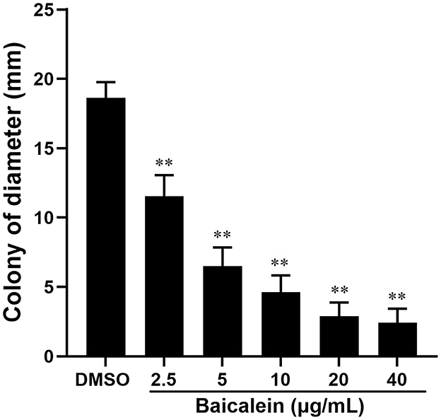 Bar chart showing the effect of baicalein on colony diameter in millimeters, with concentrations ranging from 2.5 to 40 micrograms per milliliter. The diameter decreases with higher baicalein concentrations, from about 17 mm with DMSO to approximately 5 mm at 40 μg/mL. Each bar is marked with asterisks to denote statistical significance.