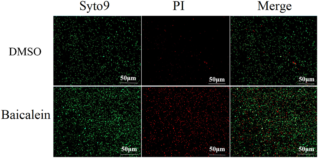 Fluorescence microscopy images showing bacterial cells under different treatments. The top row represents DMSO-treated samples, while the bottom row shows Baicalein-treated samples. Each row includes Syto9 (green), PI (red), and merged images. Scale bars indicate 50 micrometers.