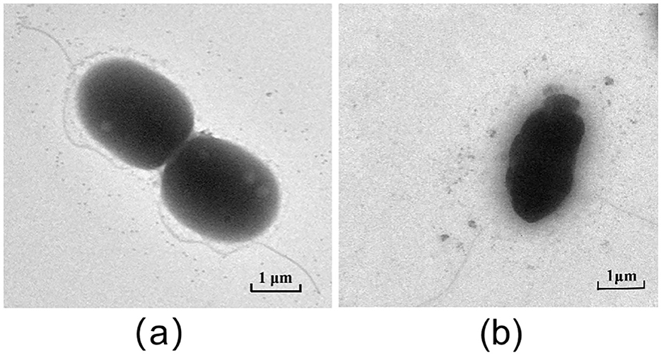 Two electron microscope images show different bacteria morphologies. Image (a) displays two spherical bacteria side by side, while image (b) shows a single rod-shaped bacterium. Both have 1 micrometer scale bars.