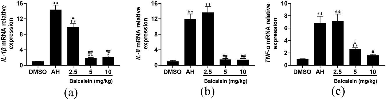 Bar graphs showing the effect of different doses of balcalein (2.5, 5, and 10 mg/kg) on mRNA expression of IL-1β, IL-8, and TNF-α, compared to DMSO and AH. Significant differences are indicated by asterisks and hash marks, demonstrating dose-dependent reduction in expression levels with balcalein.